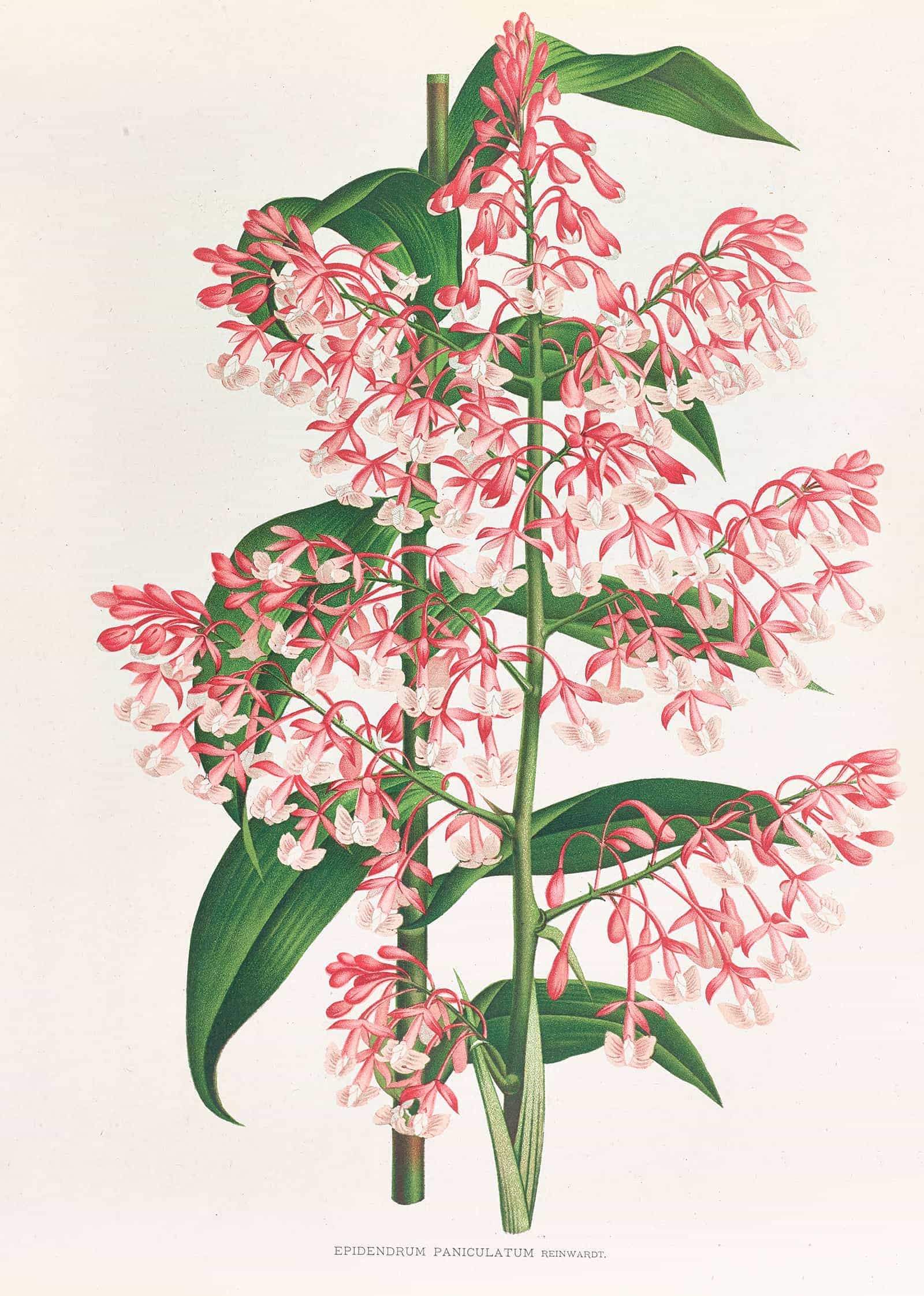 Epidendrum Paniculatum by Jean Jules Linden - Image 2