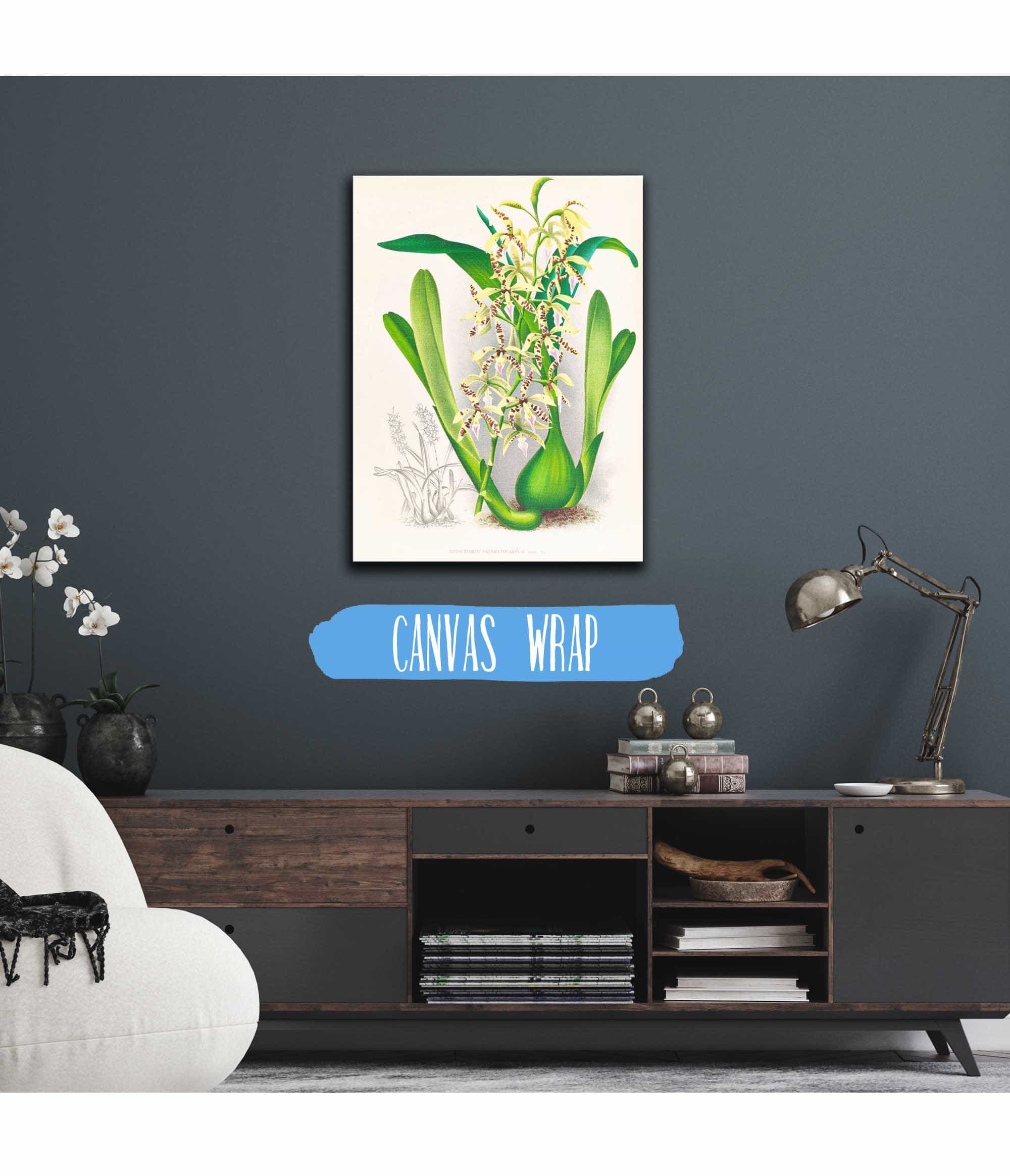Epidendrum Prismatocarpum by Jean Jules Linden - Image 3