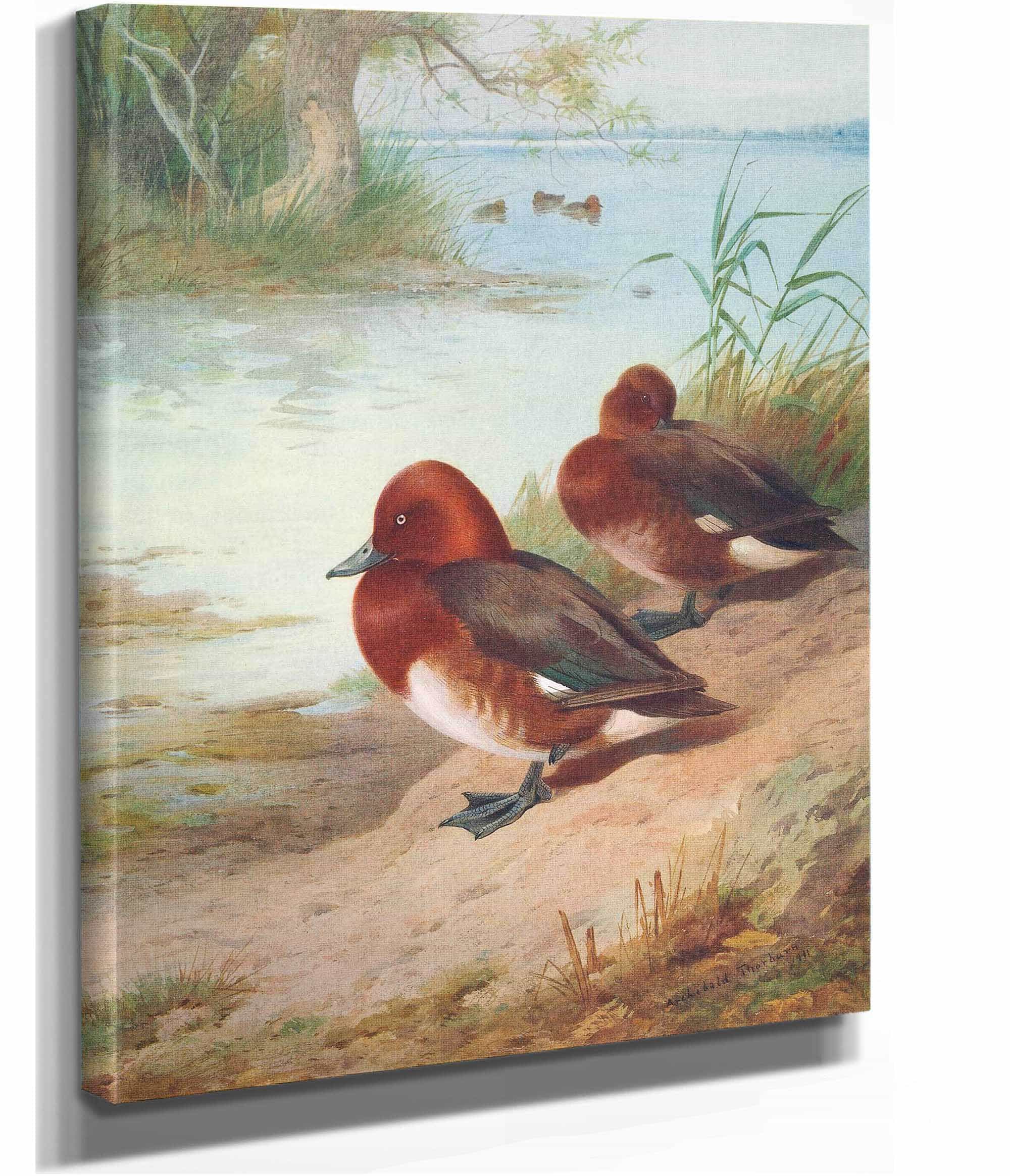 Ferruginous Duck by Archibald Thorburn - Image 2