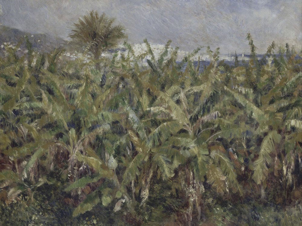 Field Of Banana Trees By Pierre Auguste Renoir - Image 7
