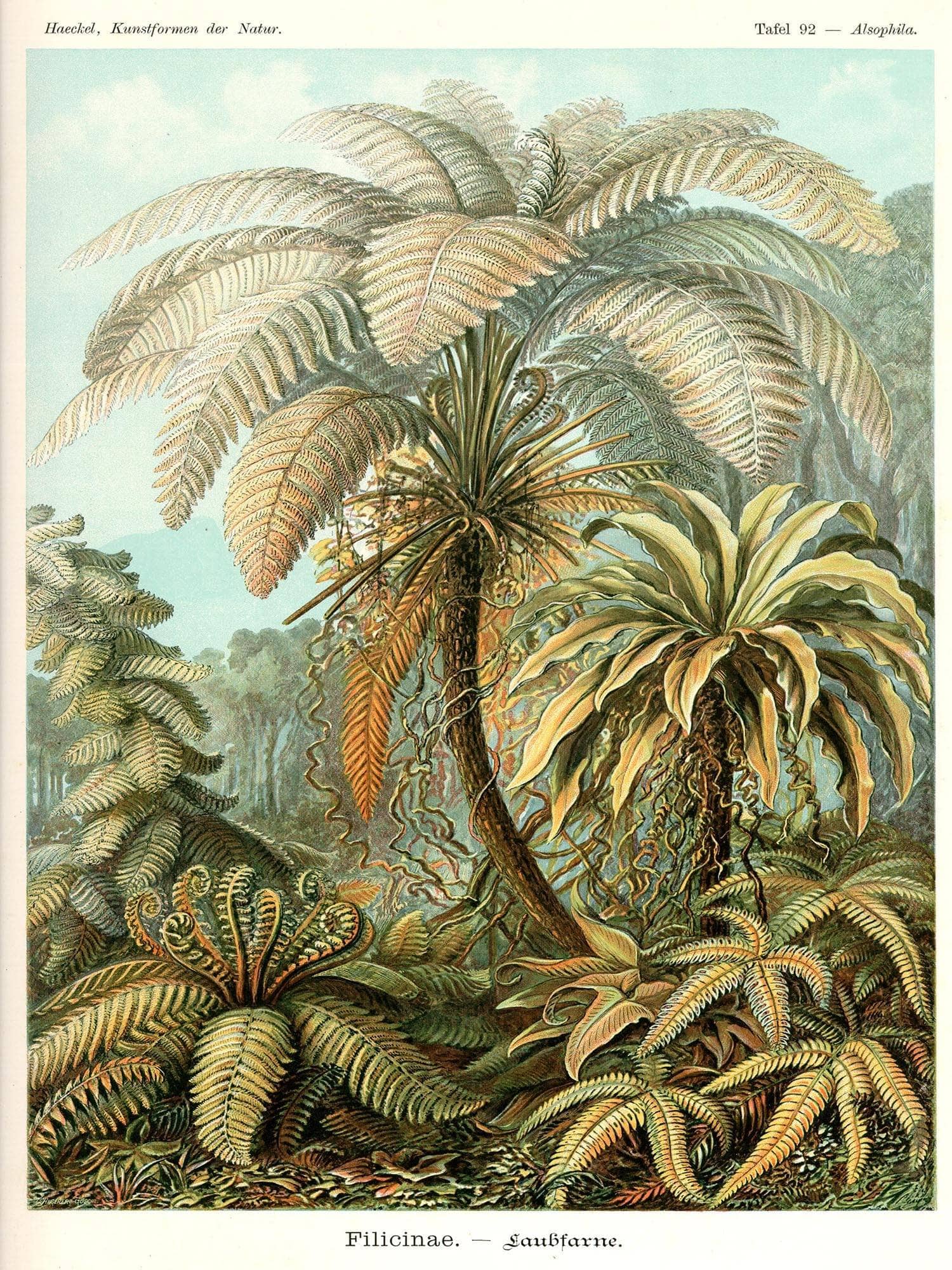 Fern (Filicinae). - Laubfarne - Image 7
