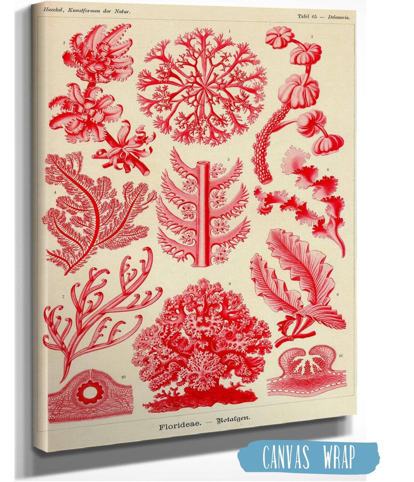 Red Algae (Florideae. - Rotalgen)