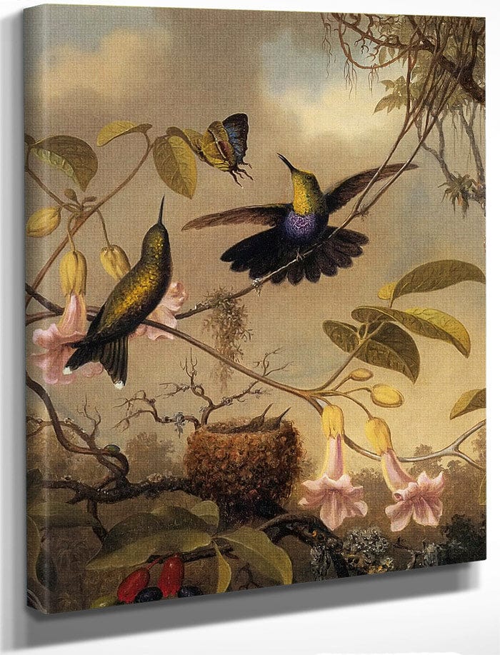 Fork Tailed Woodnymph By Martin Johnson Heade