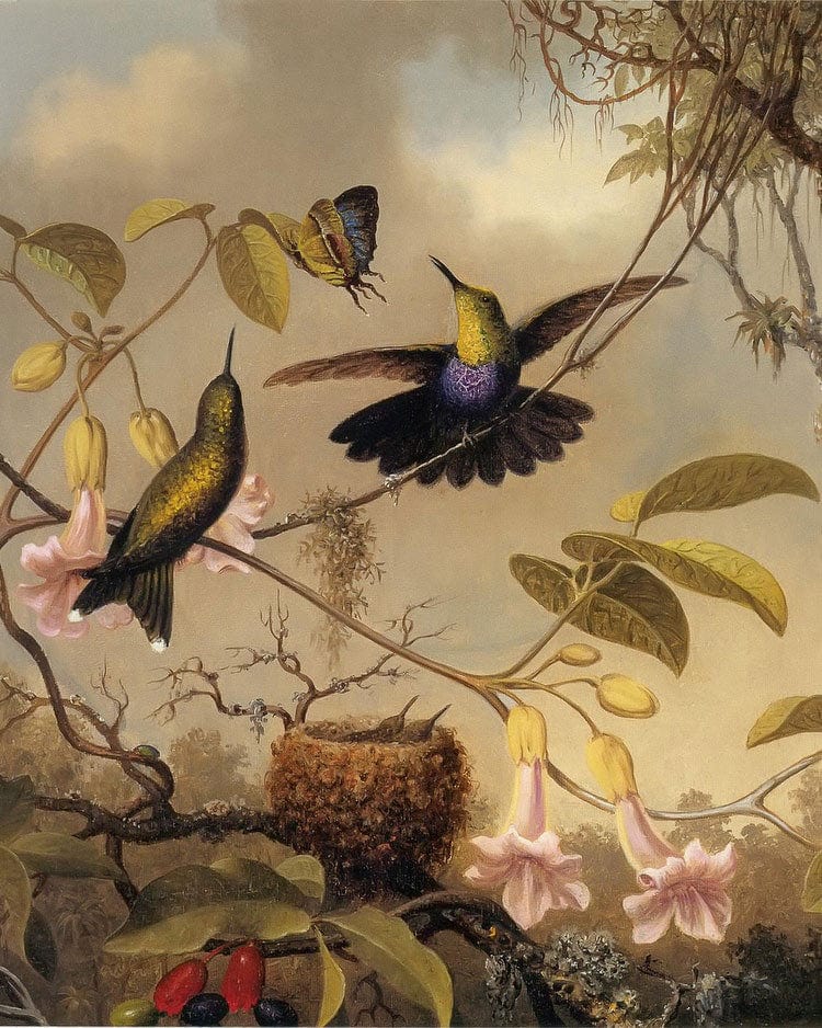 Fork Tailed Woodnymph By Martin Johnson Heade - Image 6