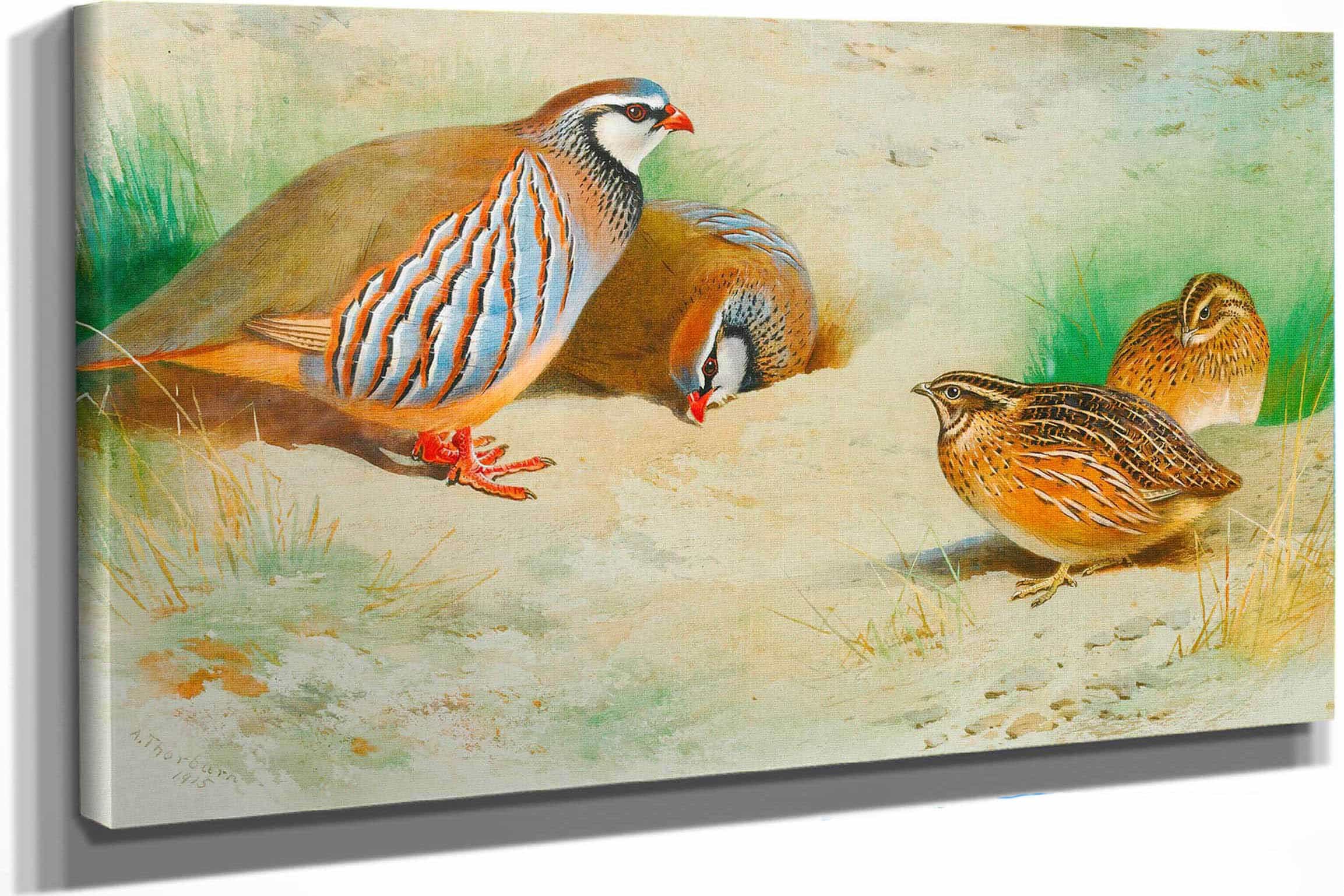 French Partridge And Chicks by Archibald Thorburn