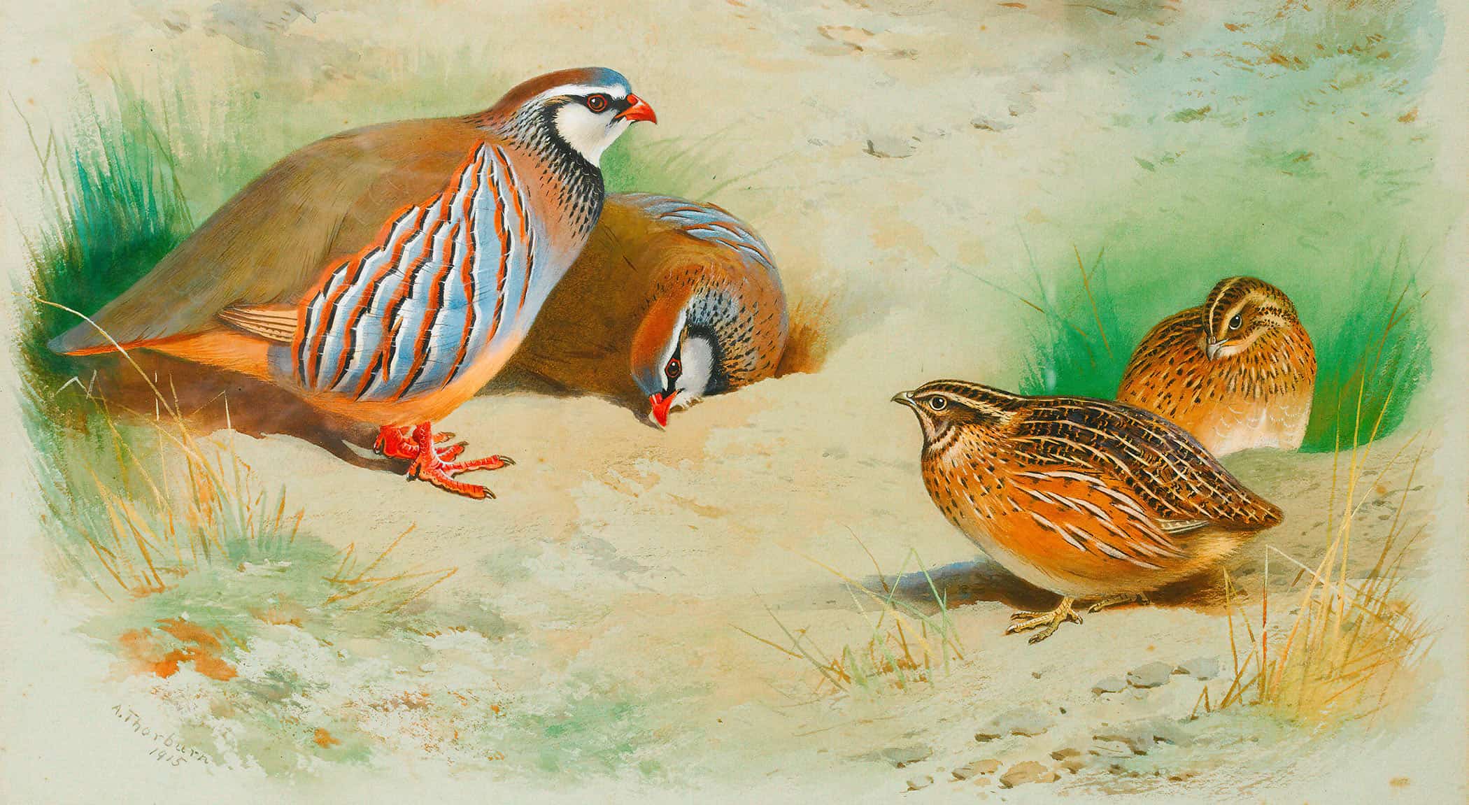 French Partridge And Chicks by Archibald Thorburn - Image 2