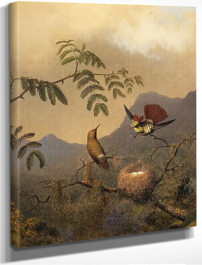 Frilled Coquette By Martin Johnson Heade