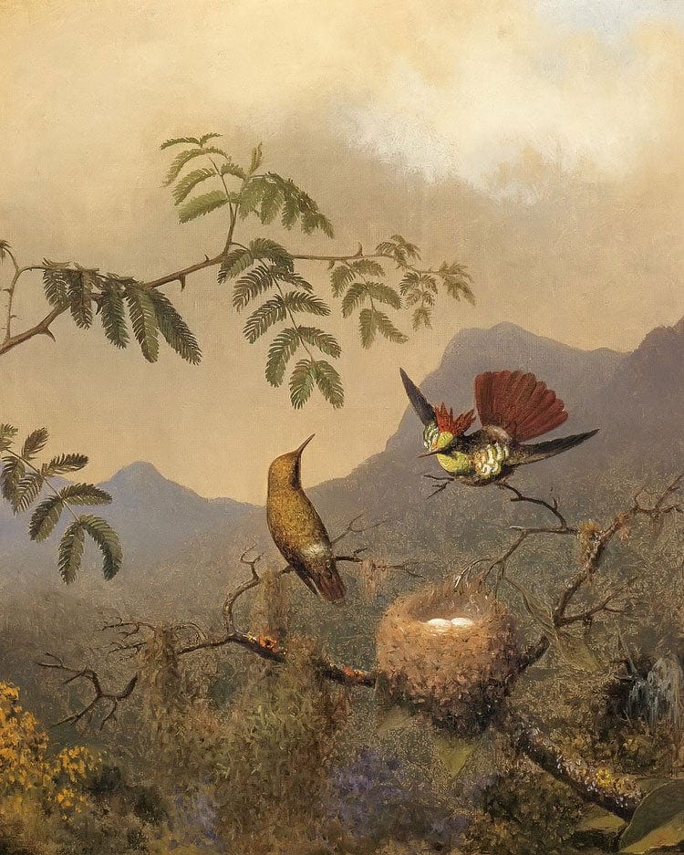 Frilled Coquette By Martin Johnson Heade - Image 6