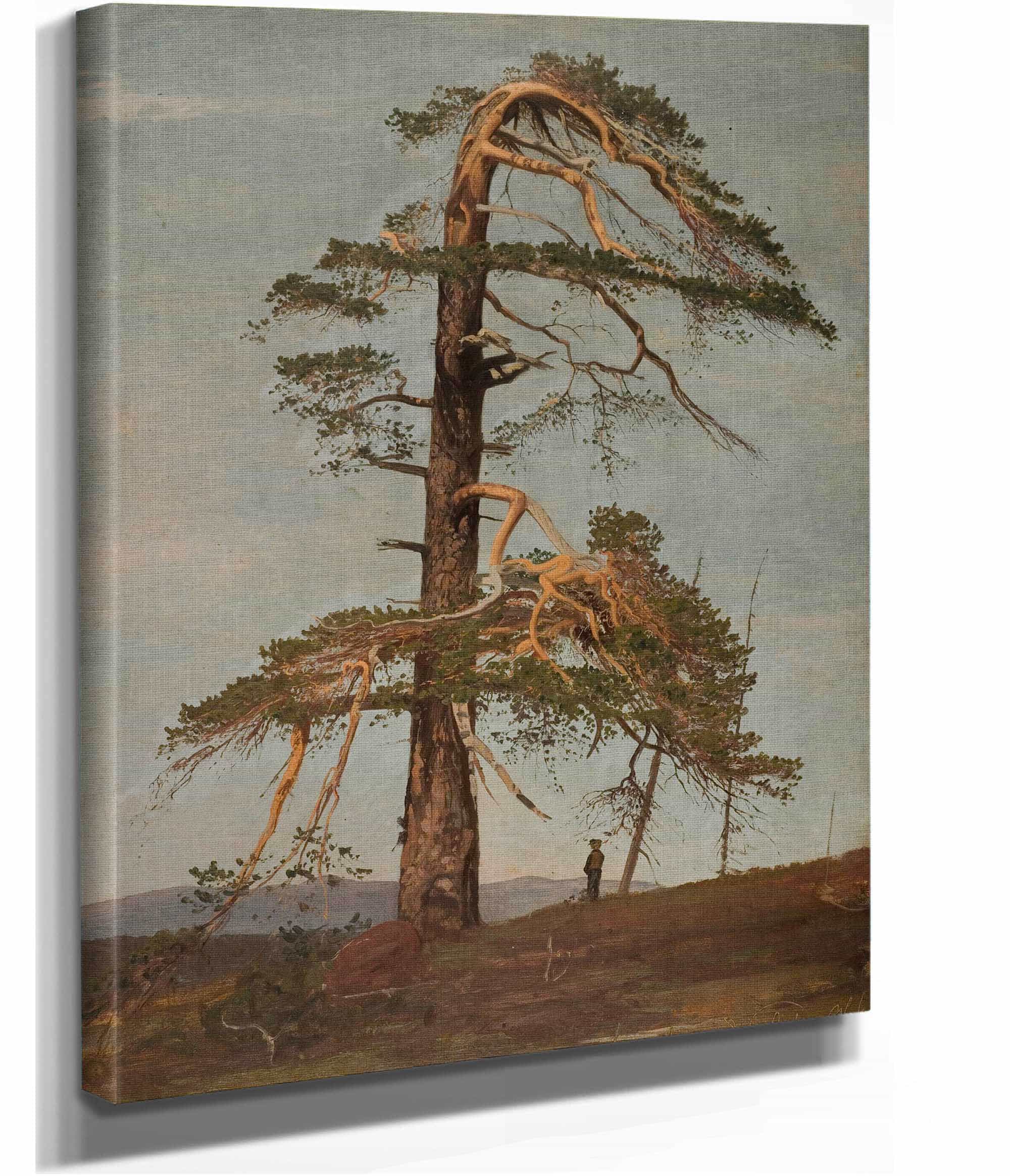 Furu Vingerasheia Telemark by Amaldus Nielsen - Image 2