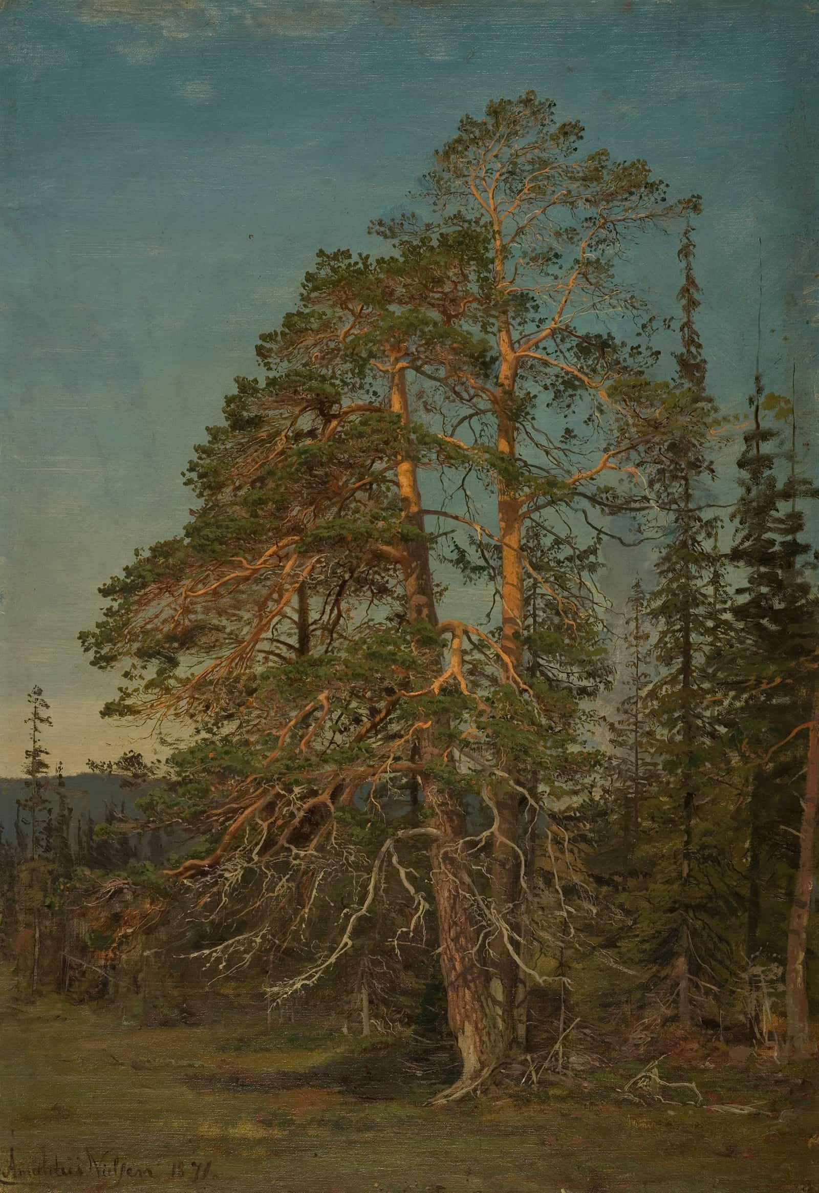 Furuer Levanger by Amaldus Nielsen