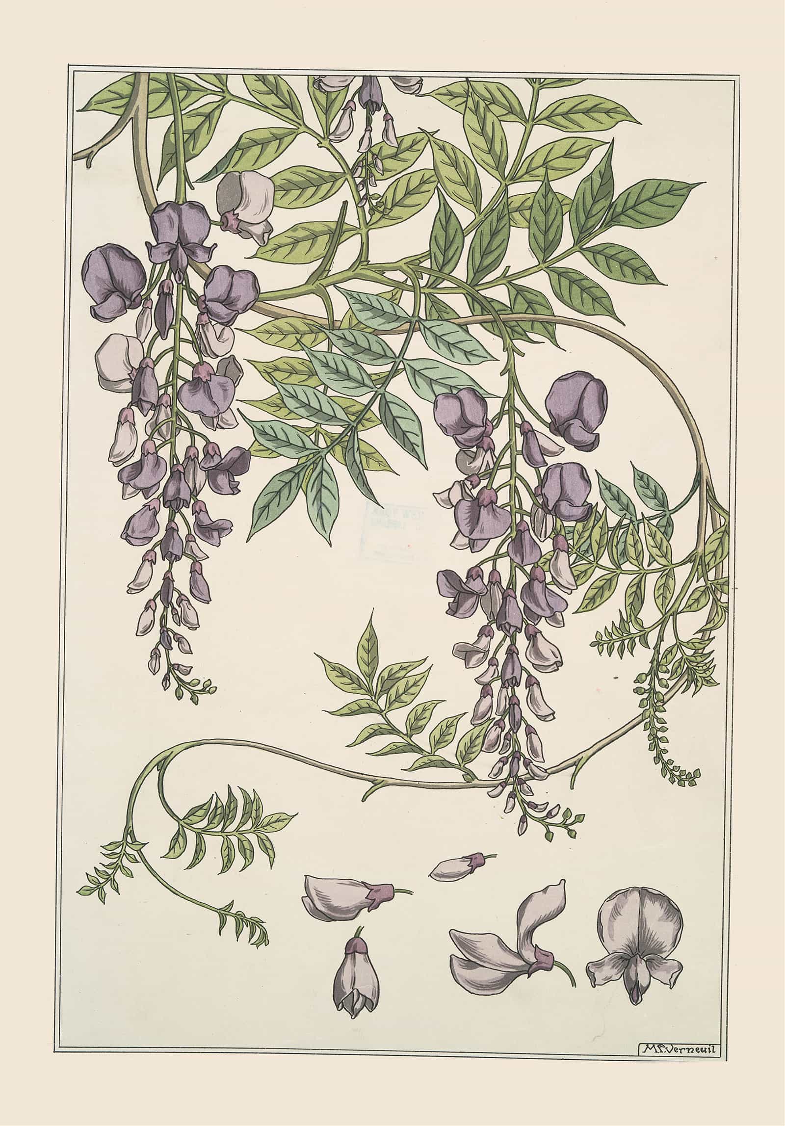 Glycine by Maurice Pillard Verneuil - Image 4