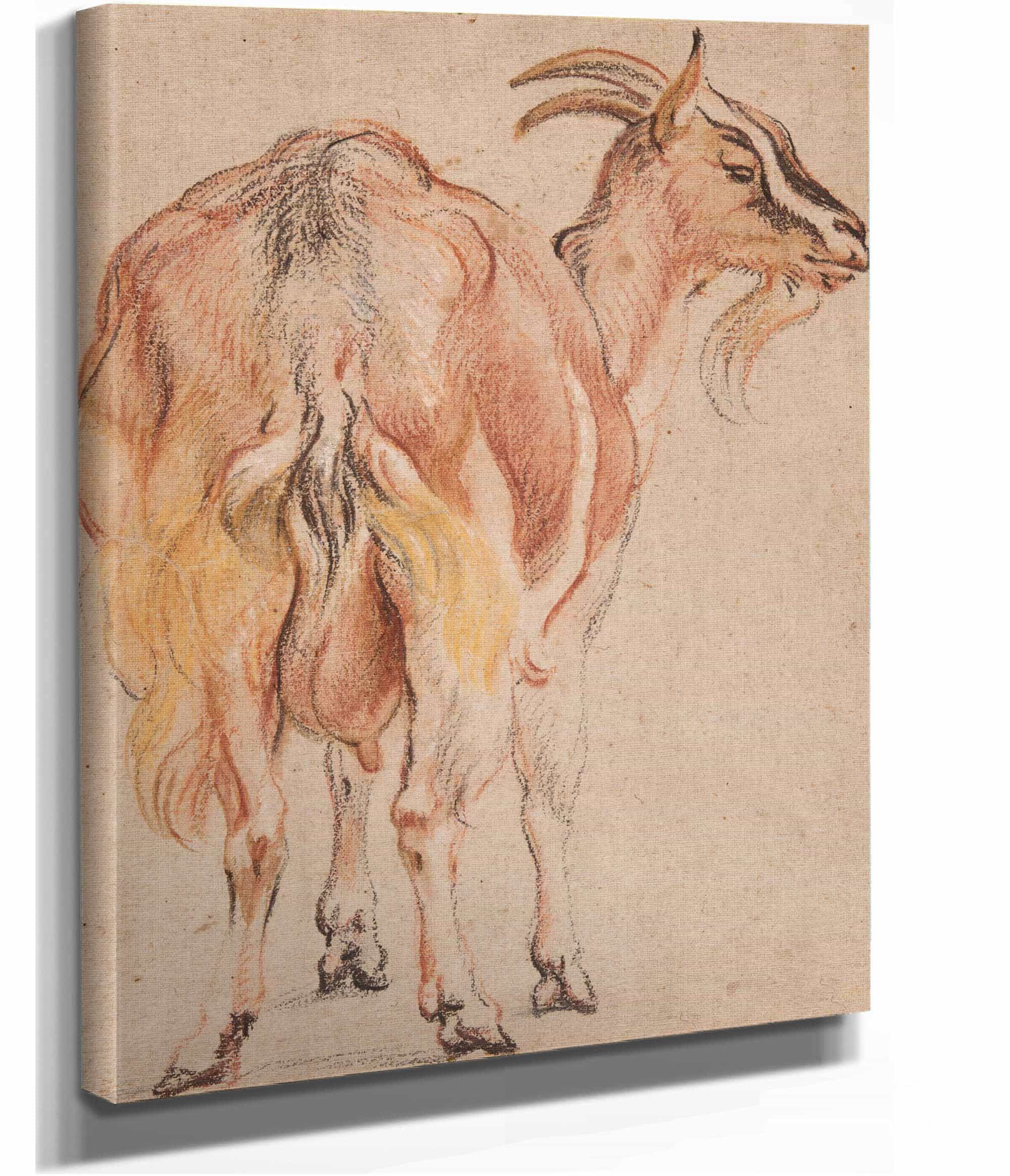 Goat by Jacob Jordaens - Image 2