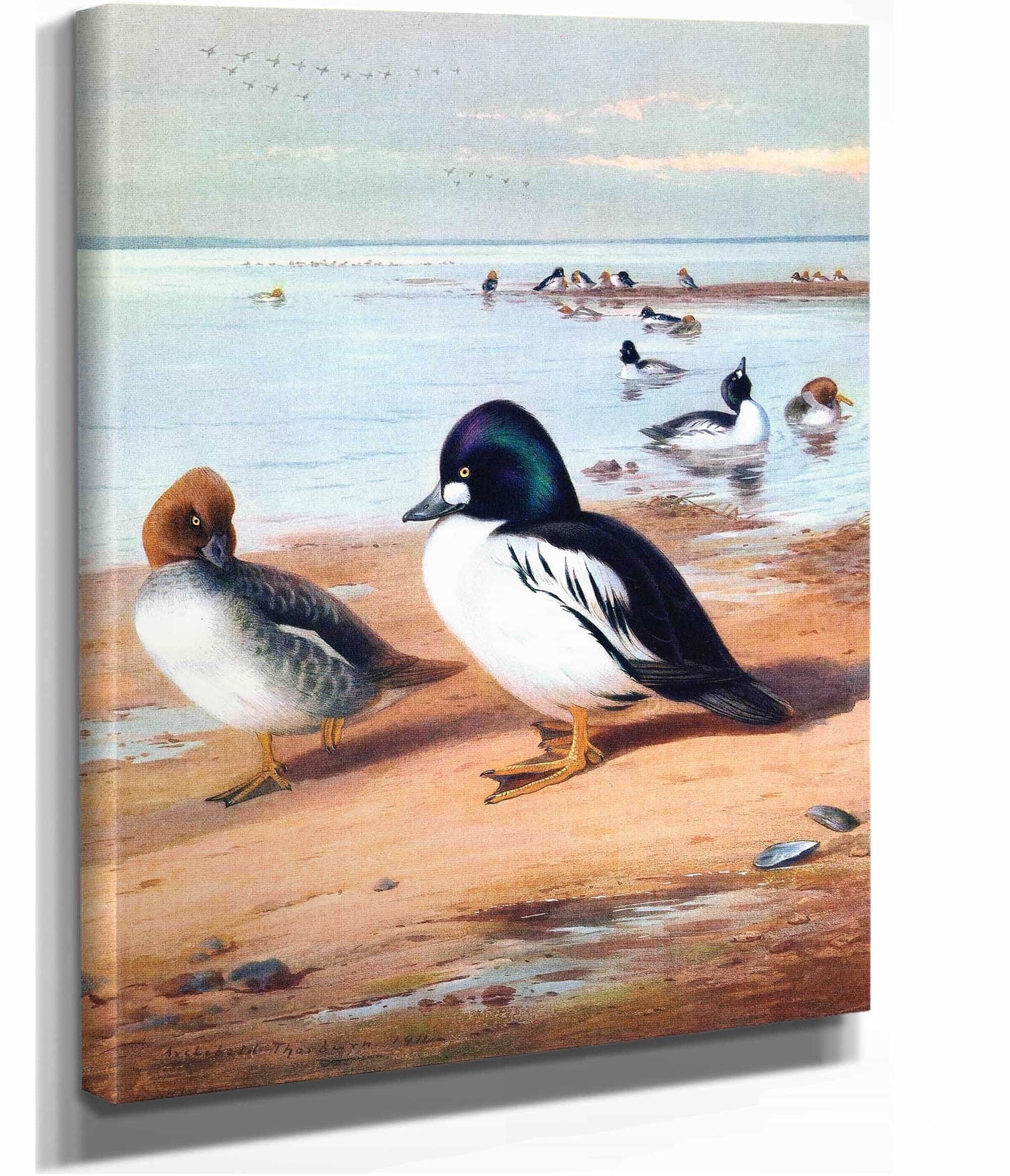 Golden Eye by Archibald Thorburn - Image 2