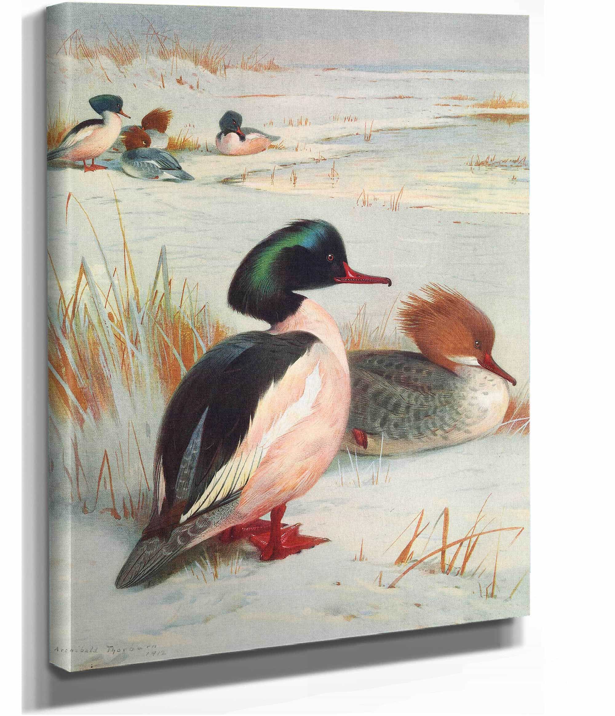 Goosander by Archibald Thorburn - Image 2