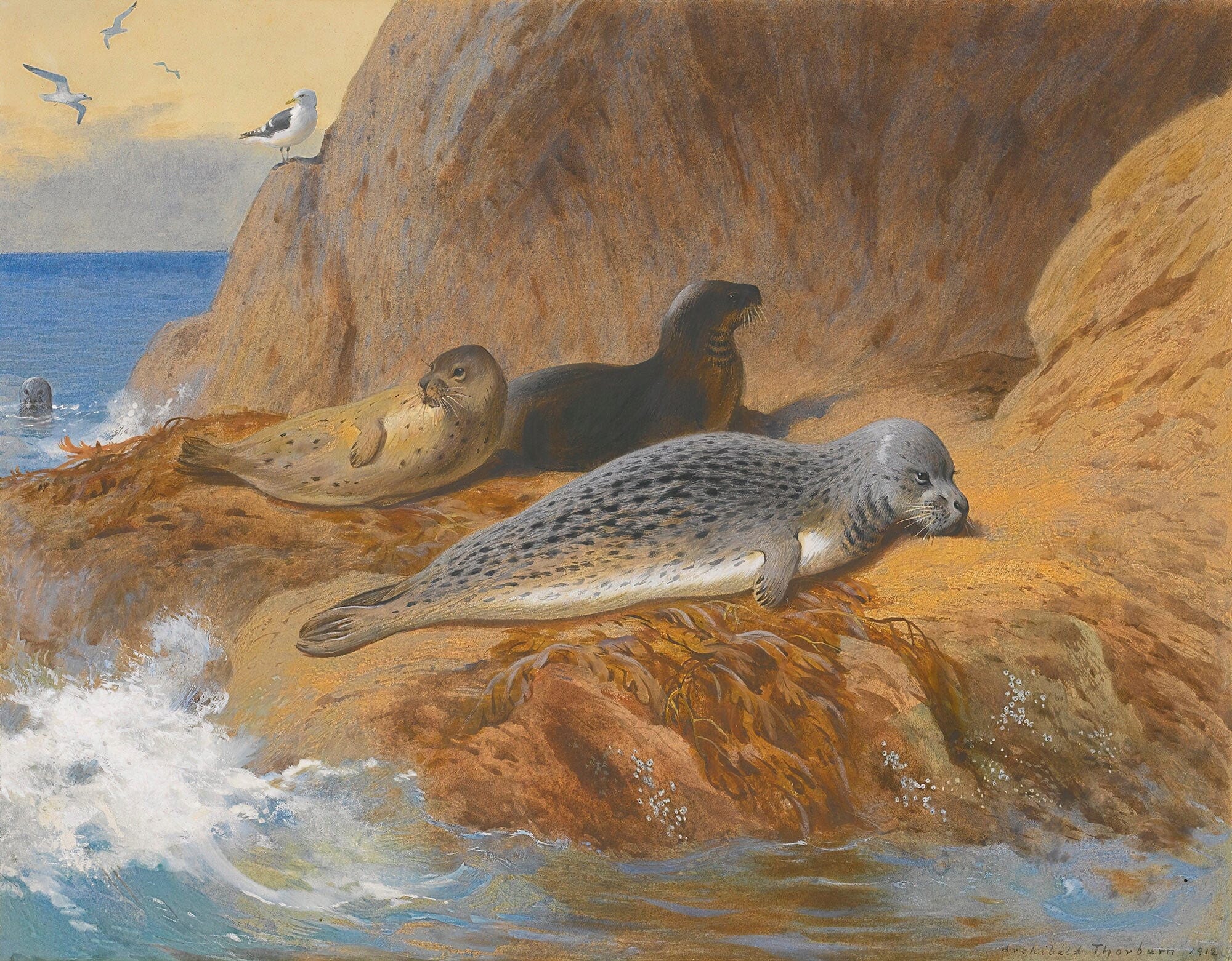 Grey And Harbour Seals At Rest by Archibald Thorburn