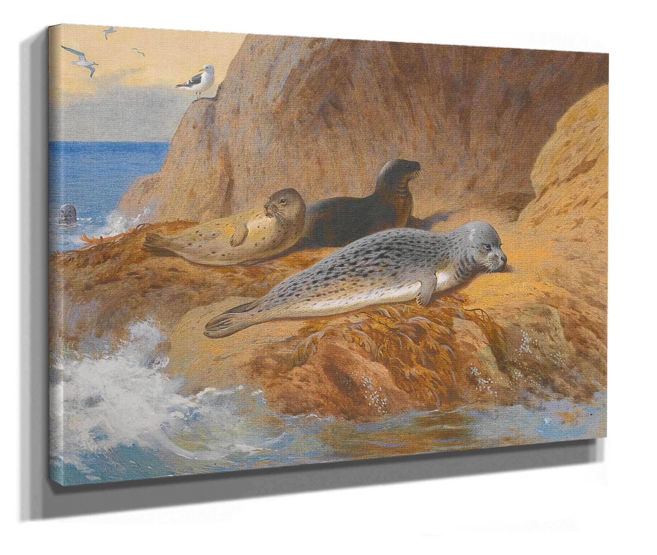 Grey And Harbour Seals At Rest by Archibald Thorburn - Image 2