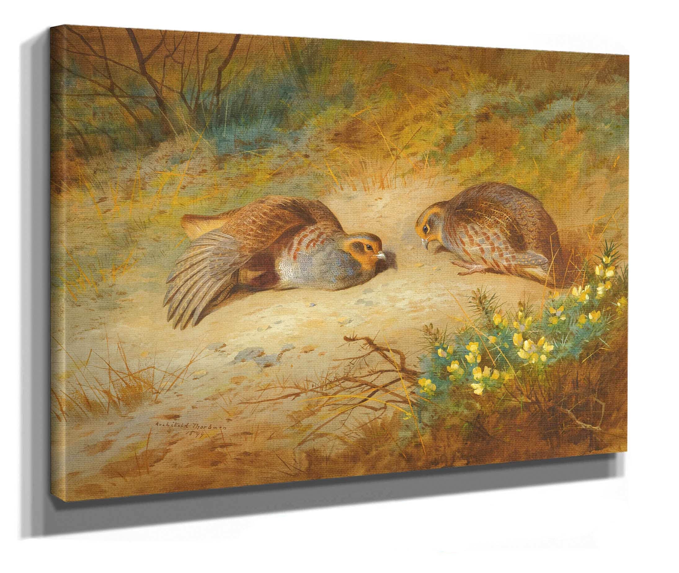 Grey Partridge by Archibald Thorburn - Image 2