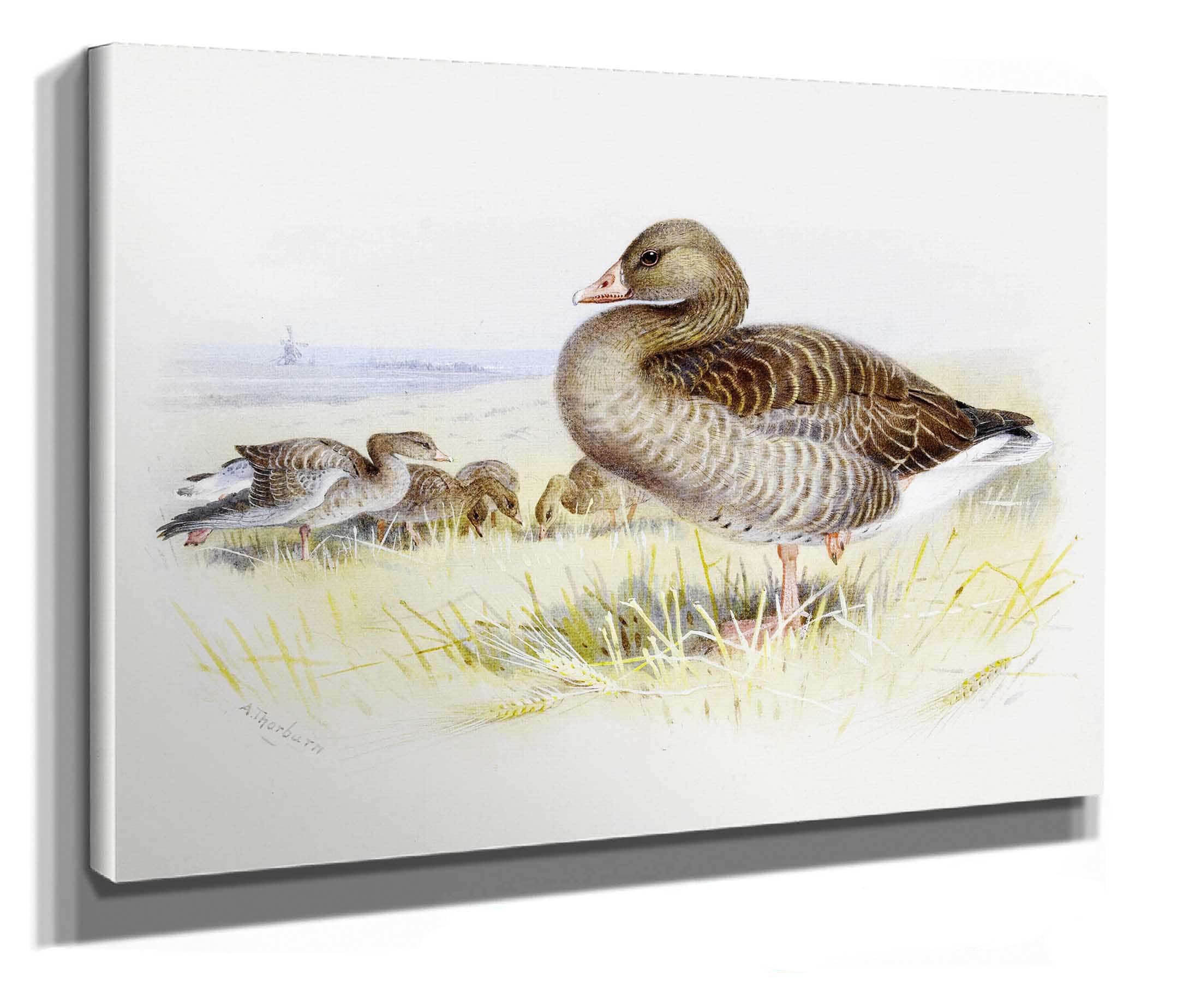 Greylag Goose by Archibald Thorburn - Image 2