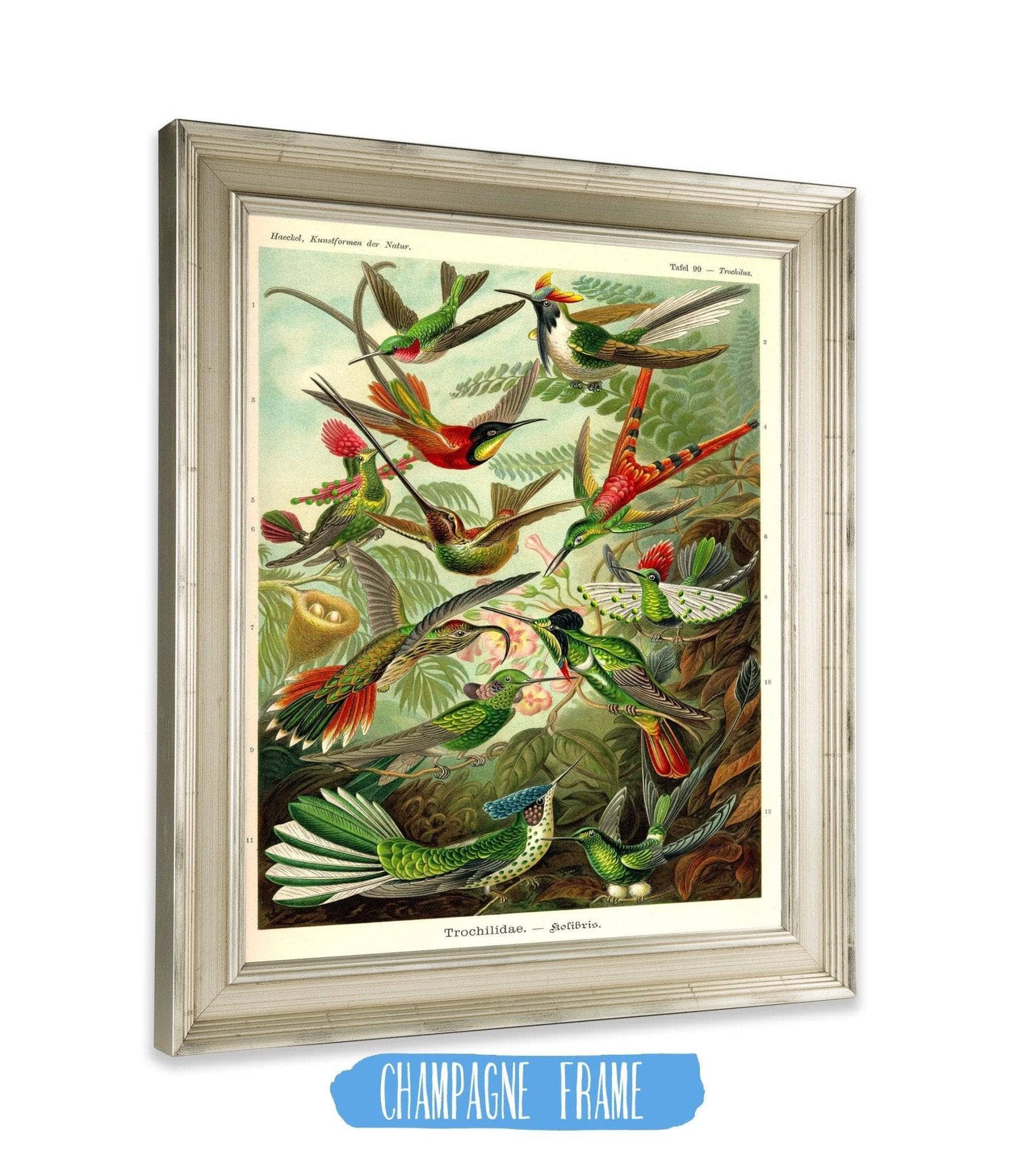 Haeckel Hummingbird (Trochilidae) - Image 7