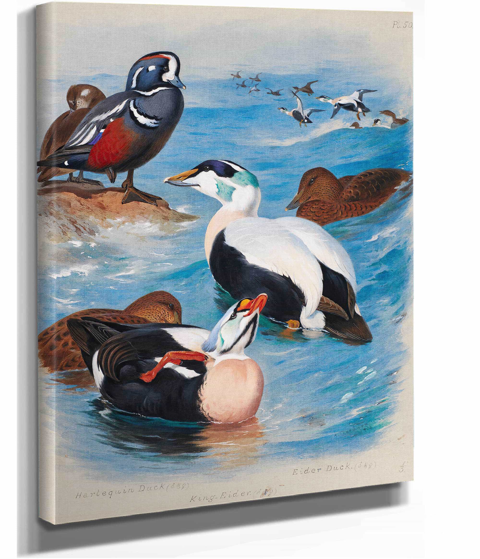 Harlequin And Eider Ducks by Archibald Thorburn - Image 2