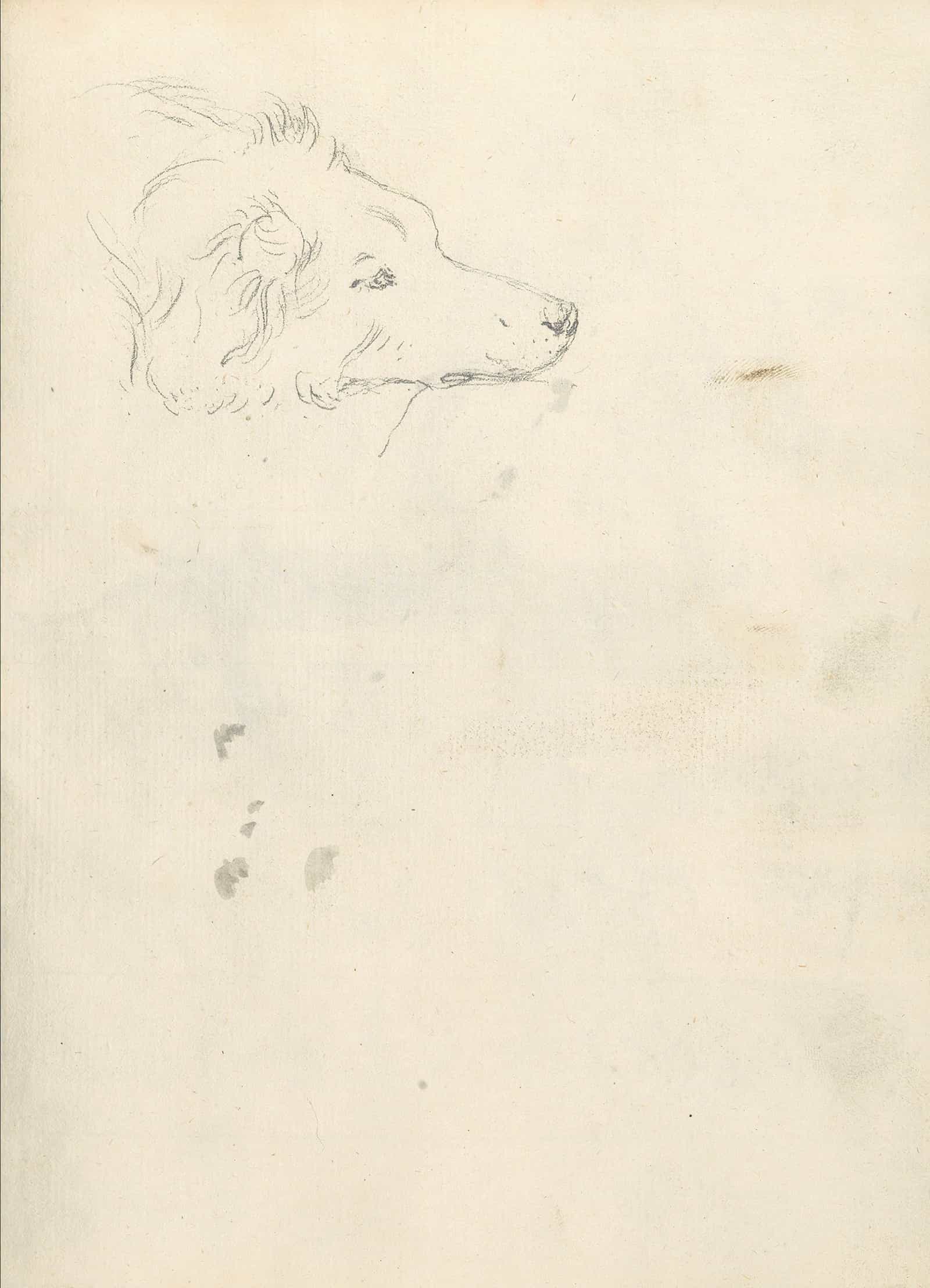Head Of A Dog   by Joseph Wright Of Derby - Image 2