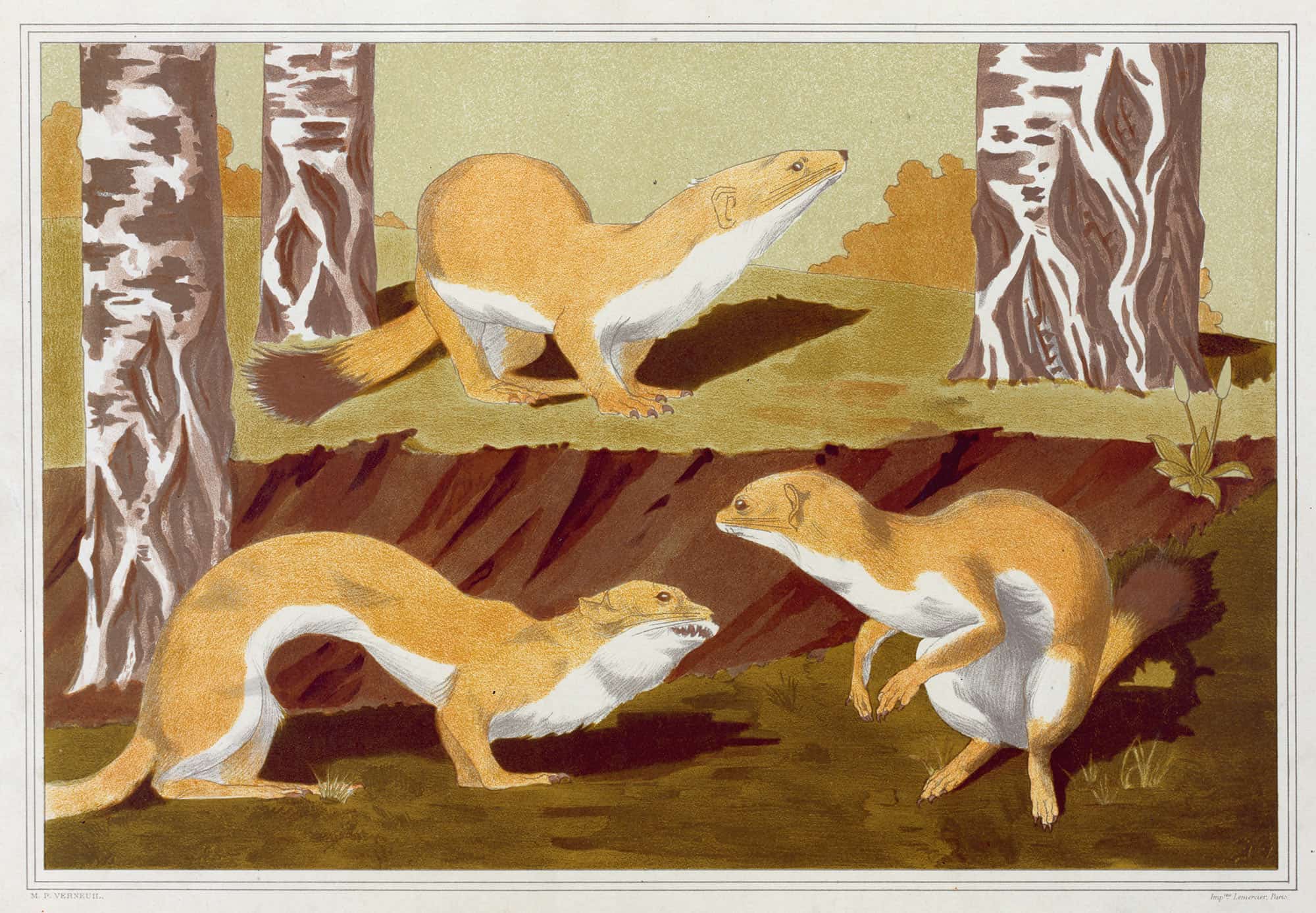 Hermines Vulgaires by Maurice Pillard Verneuil