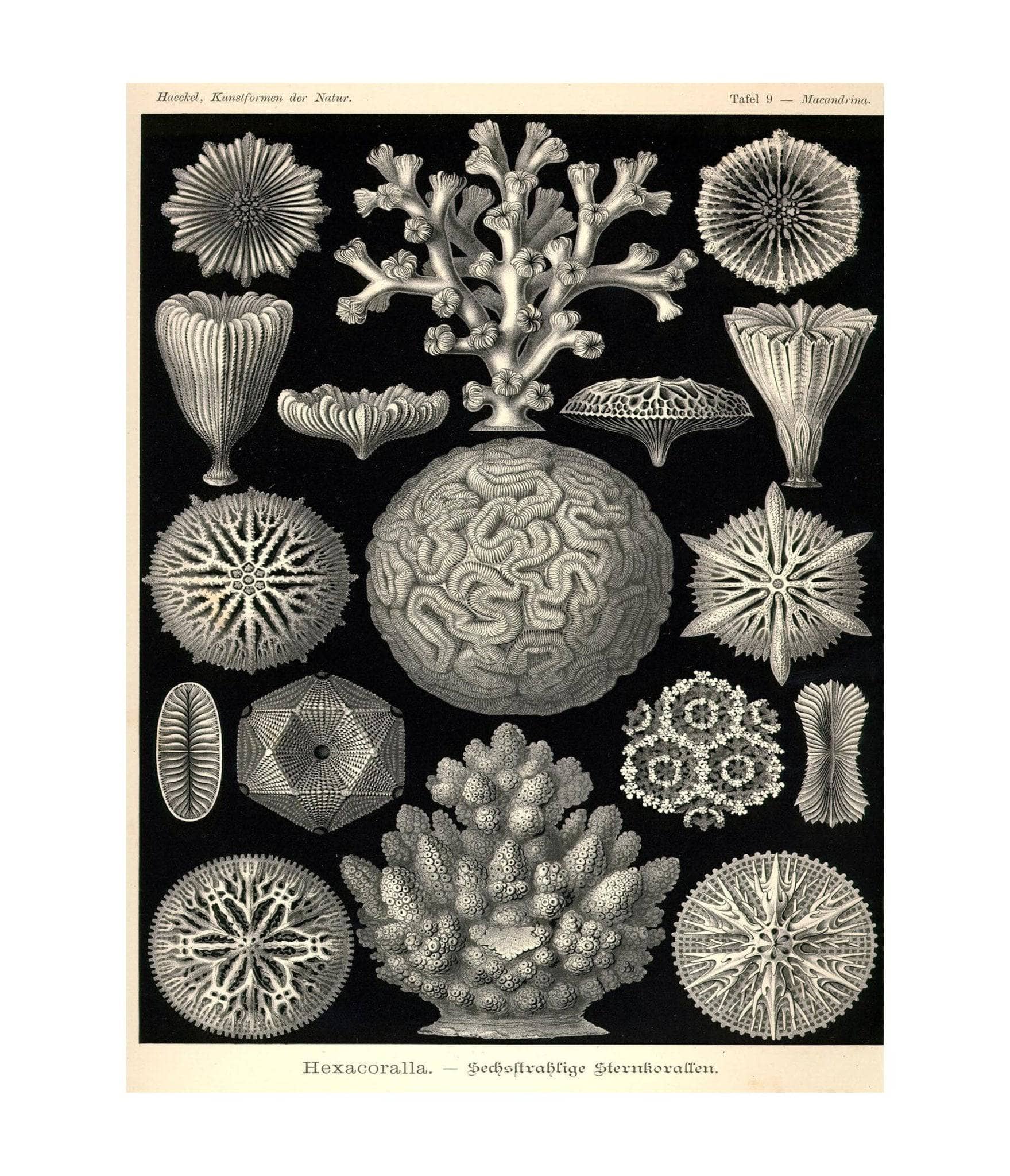Hexacoralla. - Sechsstrahlige Sternkorallen - Image 2
