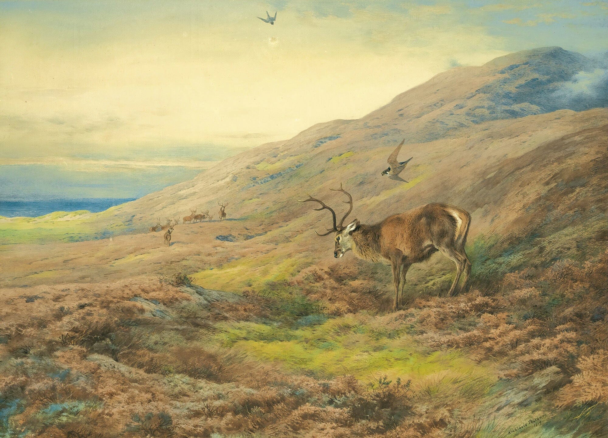 In The Highlands Red Stag Mobbed By A Pair Of Peregrines by Archibald Thorburn