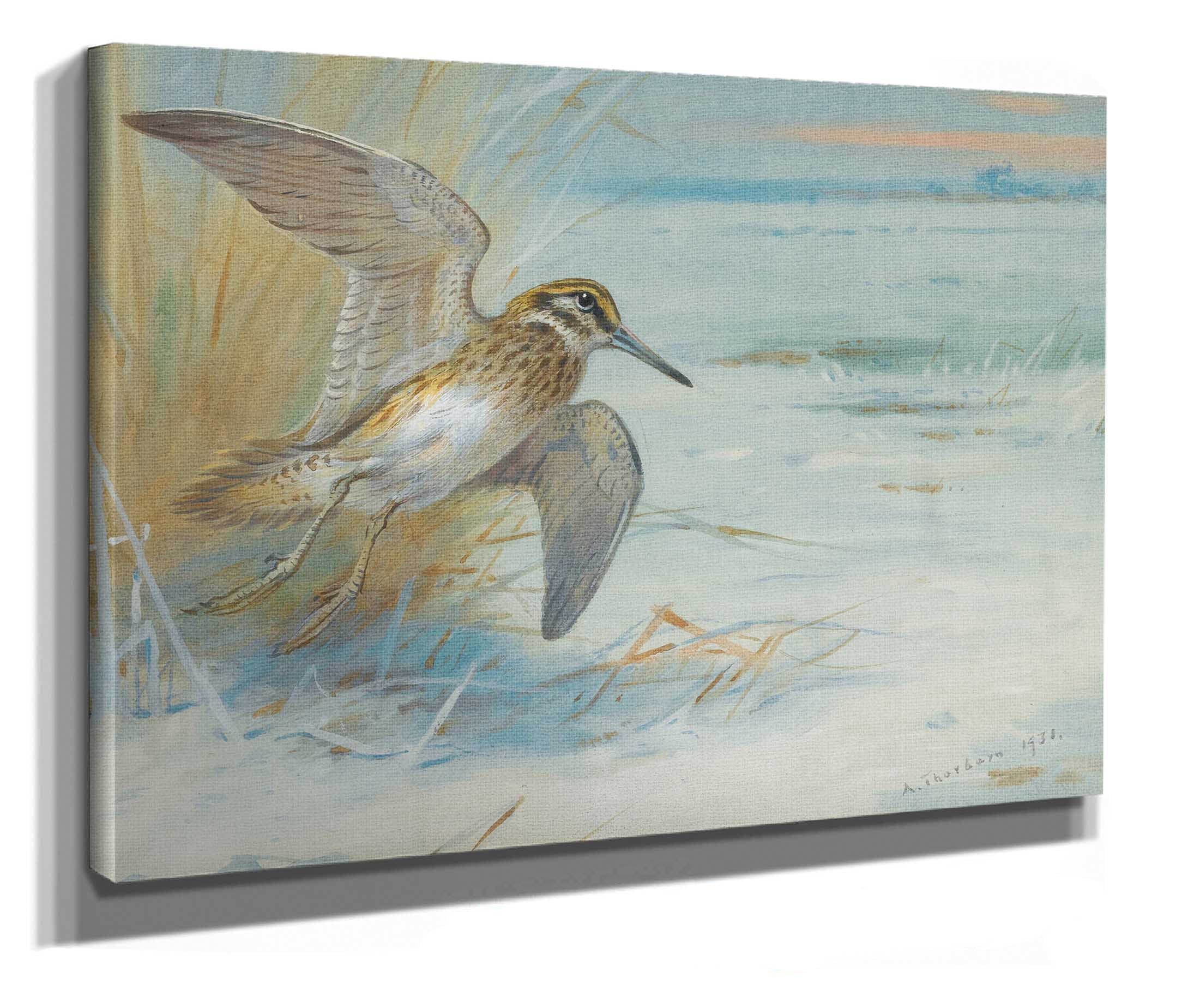 Jack Snipe Rising by Archibald Thorburn - Image 2