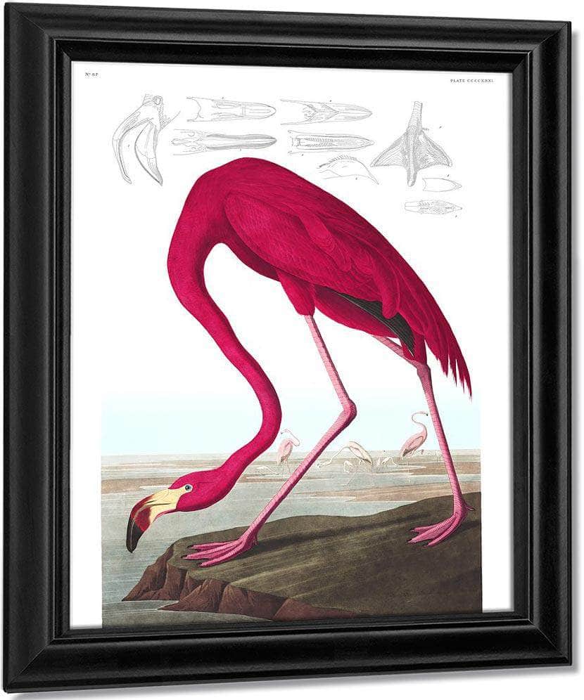 John James Audubon Arctic Tern Copy 1838 By John James Audubon - Image 7