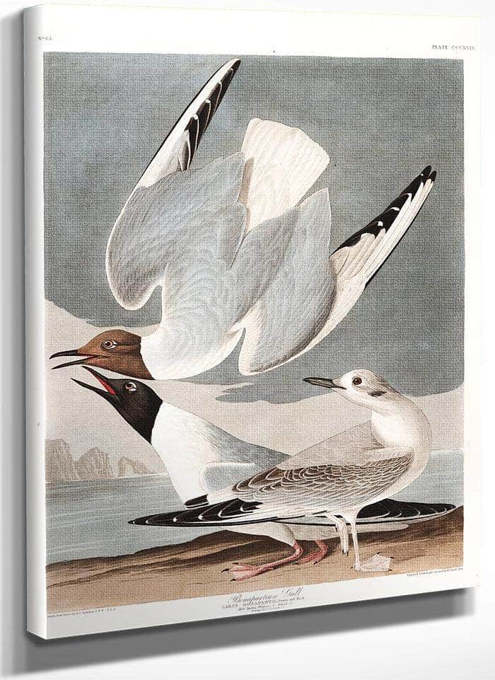 John James Audubon Arctic Tern Copy 2 1838 By John James Audubon