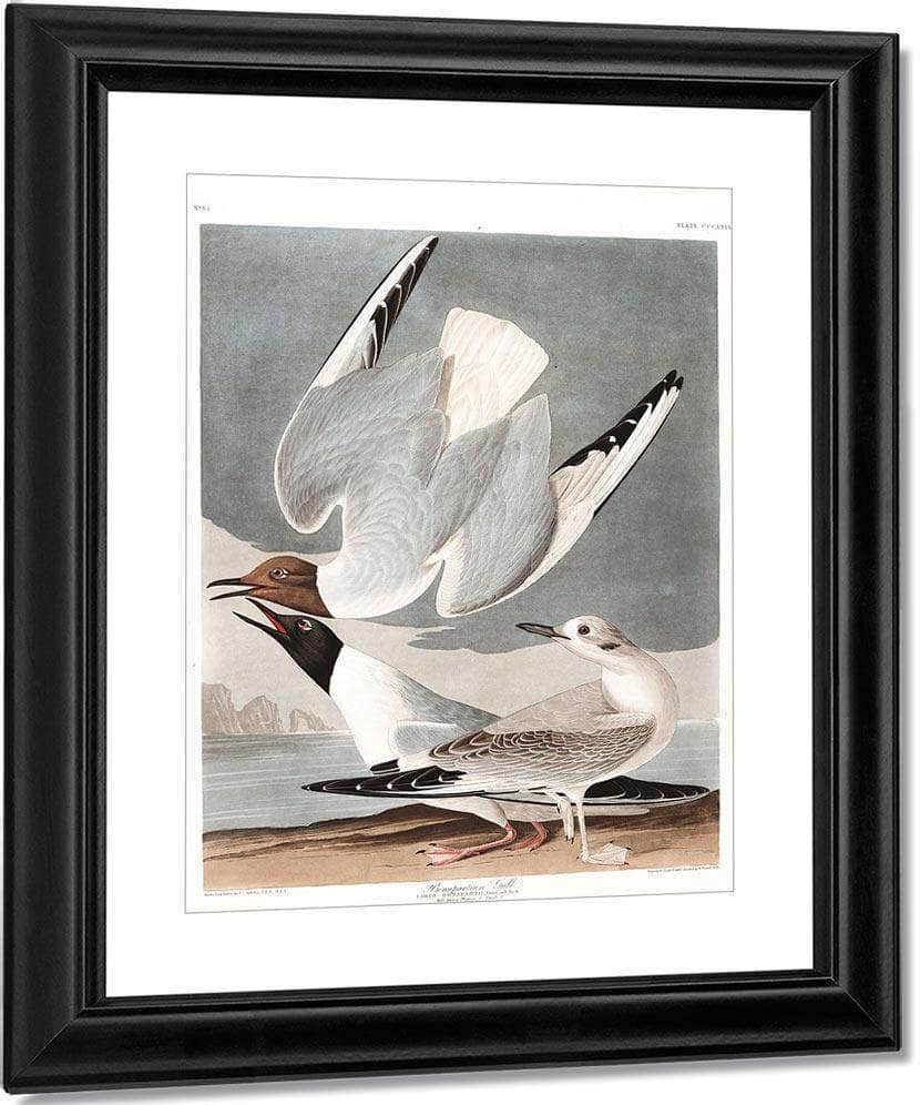 John James Audubon Arctic Tern Copy 2 1838 By John James Audubon - Image 3