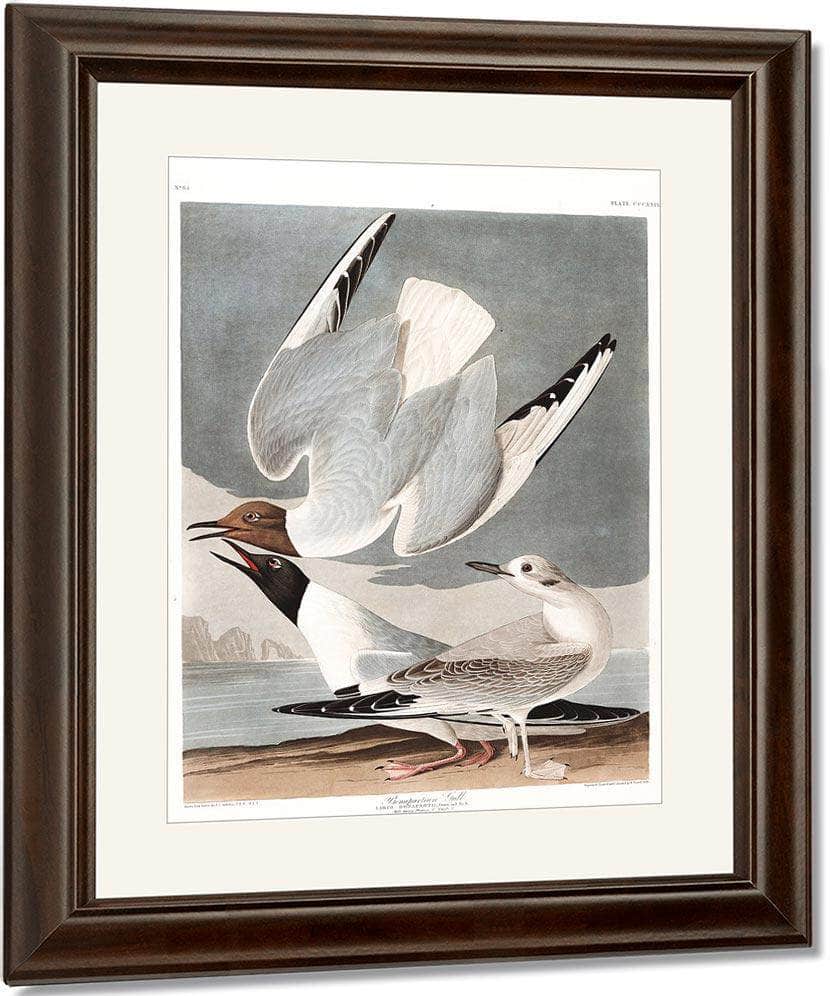 John James Audubon Arctic Tern Copy 2 1838 By John James Audubon - Image 4