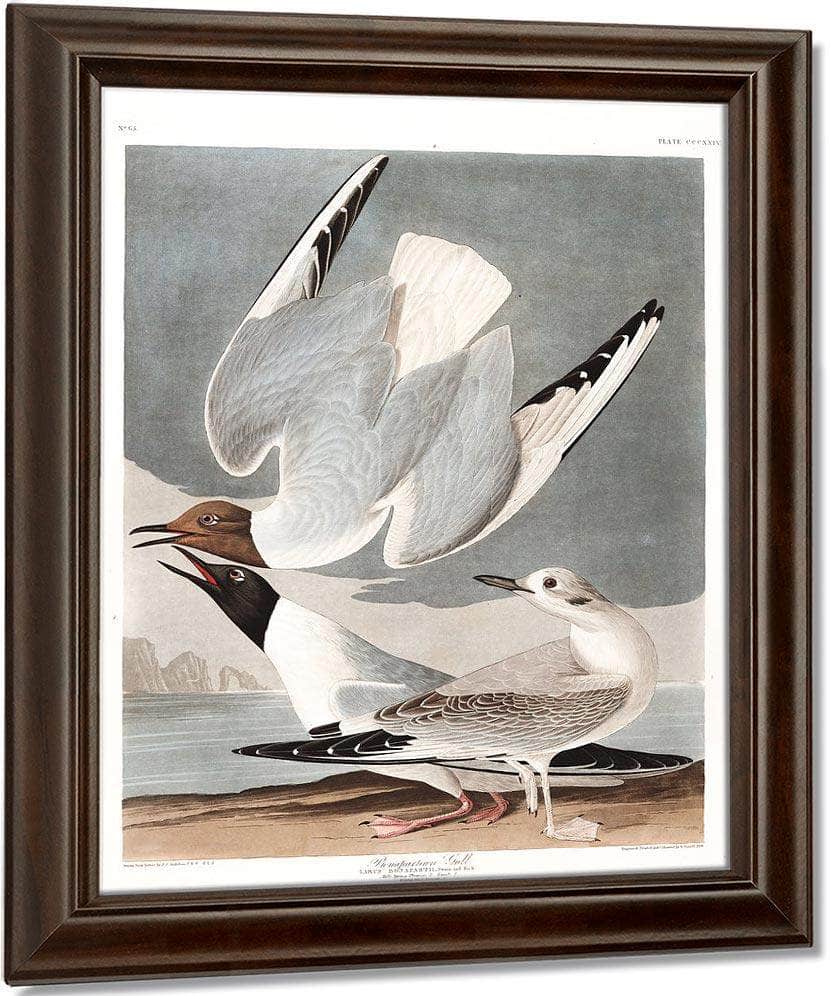 John James Audubon Arctic Tern Copy 2 1838 By John James Audubon - Image 5