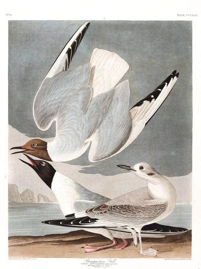 John James Audubon Arctic Tern Copy 2 1838 By John James Audubon - Image 6
