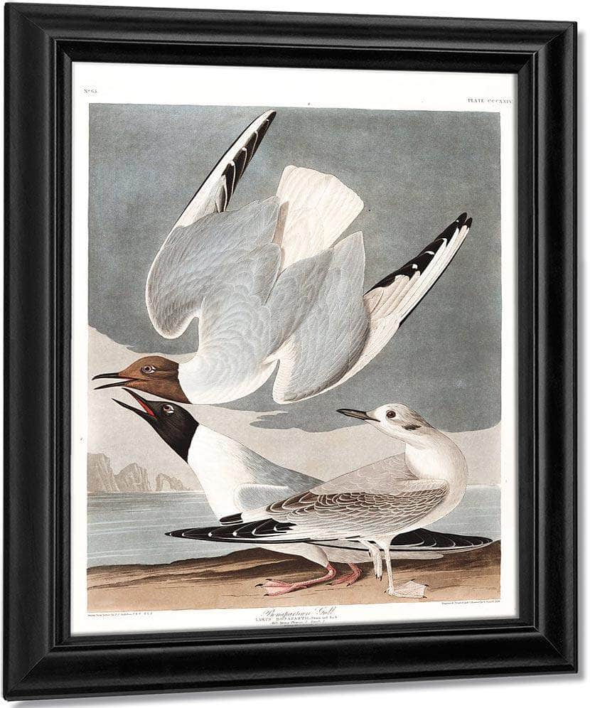 John James Audubon Arctic Tern Copy 2 1838 By John James Audubon - Image 7