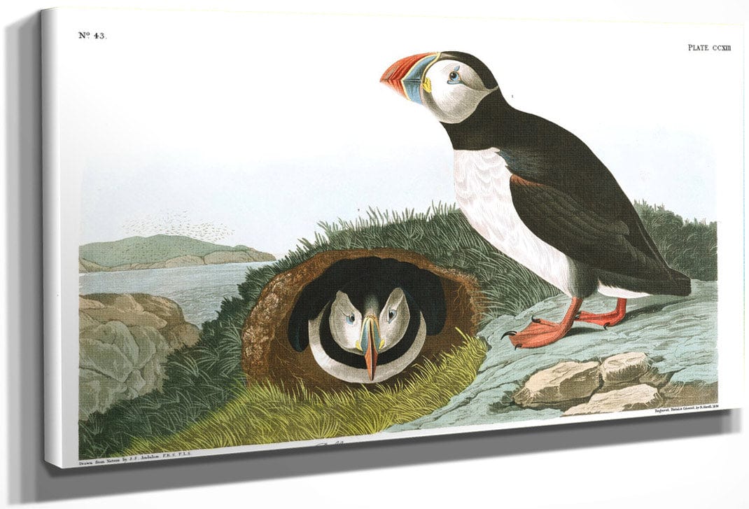 John James Audubon Arctic Tern Copy 5 1838 By John James Audubon