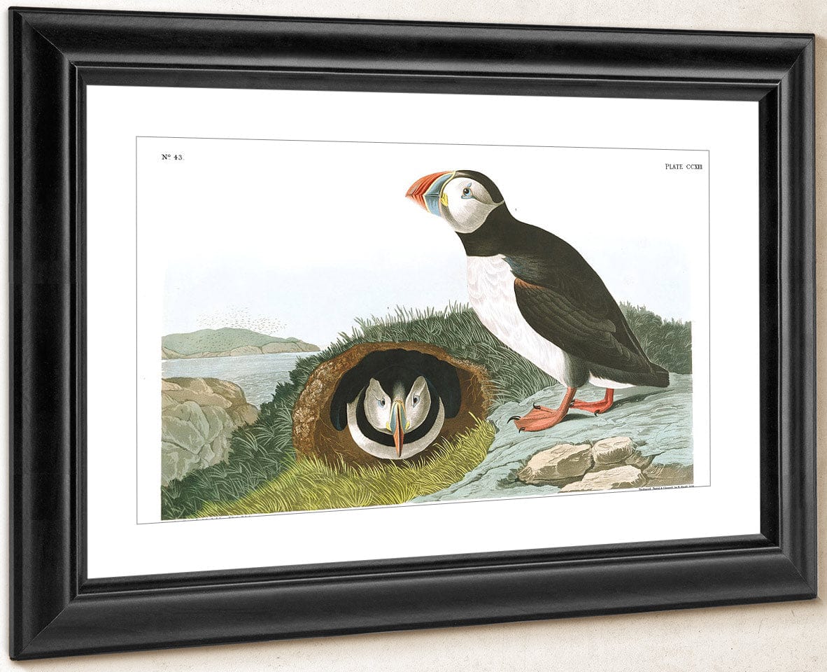 John James Audubon Arctic Tern Copy 5 1838 By John James Audubon - Image 4