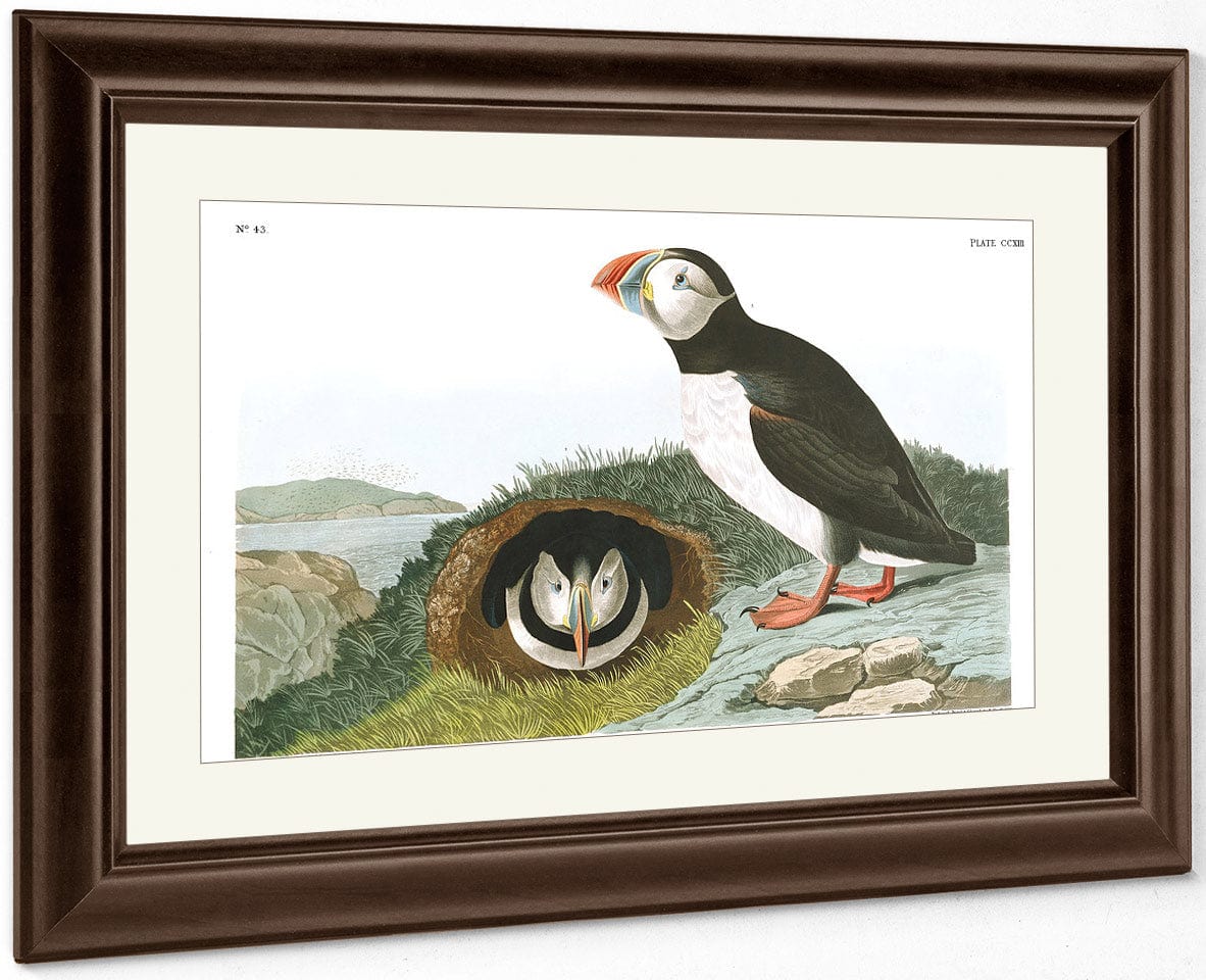 John James Audubon Arctic Tern Copy 5 1838 By John James Audubon - Image 5
