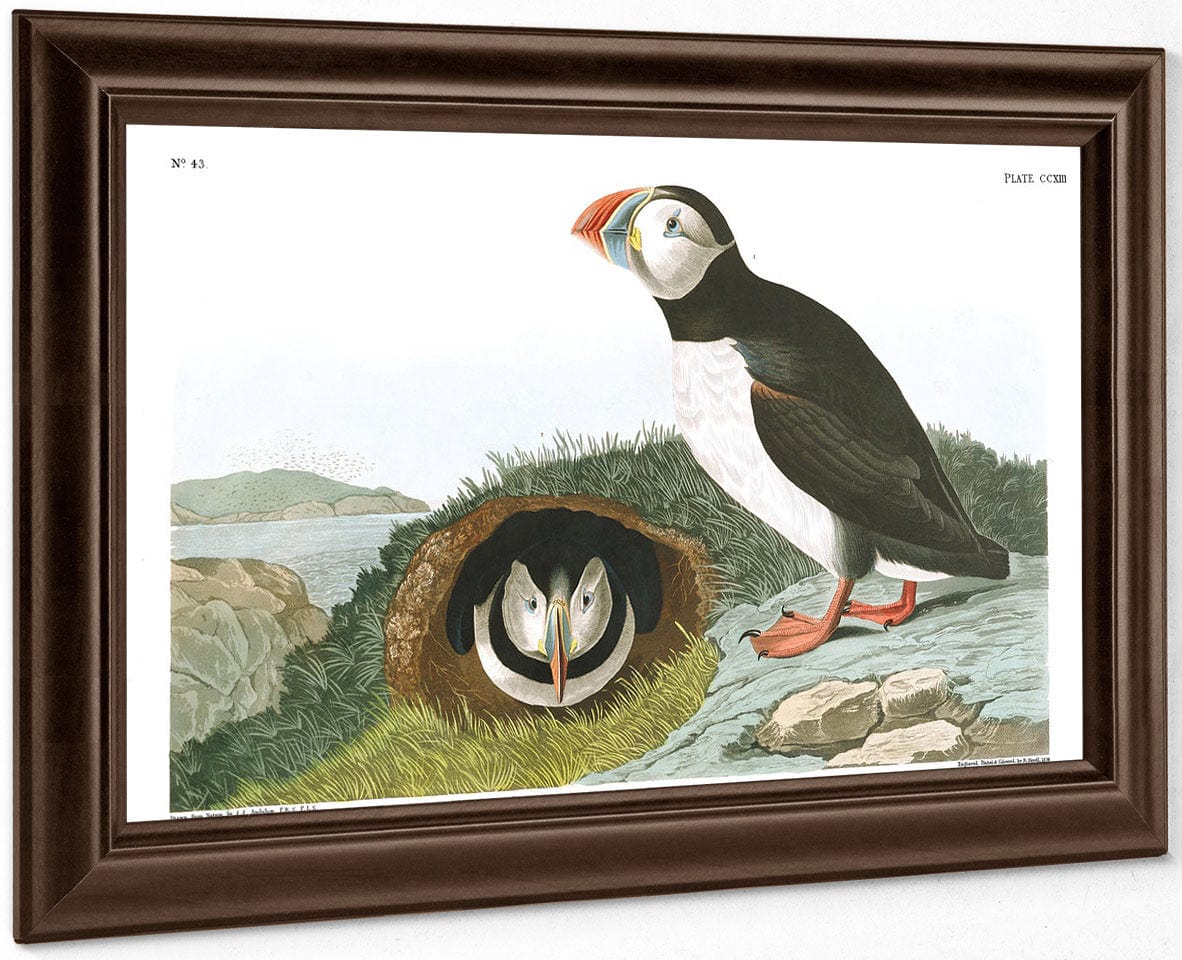 John James Audubon Arctic Tern Copy 5 1838 By John James Audubon - Image 6