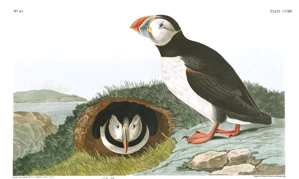 John James Audubon Arctic Tern Copy 5 1838 By John James Audubon - Image 7