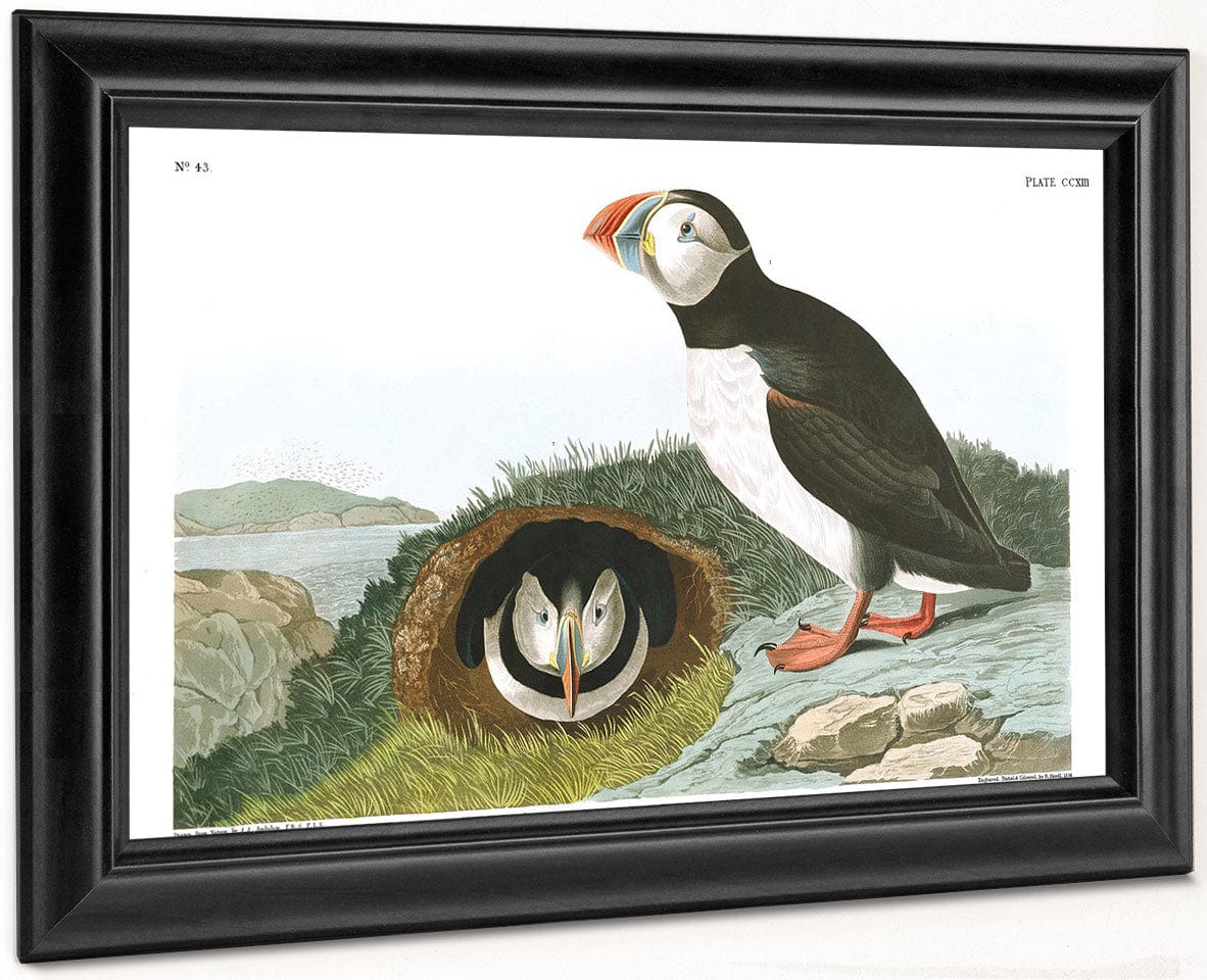 John James Audubon Arctic Tern Copy 5 1838 By John James Audubon - Image 8