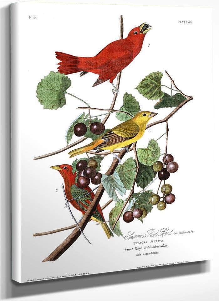 John James Audubon Arctic Tern Copy 7 1838 By John James Audubon