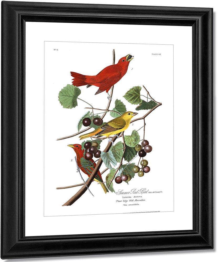 John James Audubon Arctic Tern Copy 7 1838 By John James Audubon - Image 3