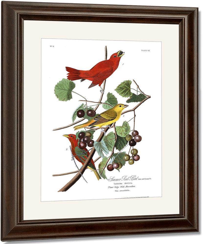 John James Audubon Arctic Tern Copy 7 1838 By John James Audubon - Image 4