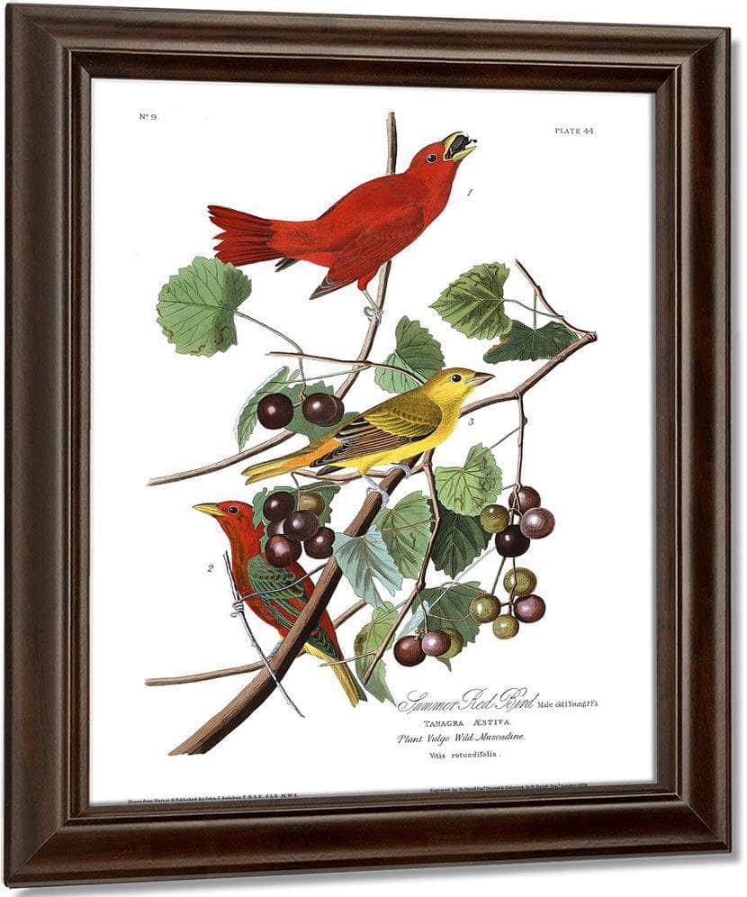 John James Audubon Arctic Tern Copy 7 1838 By John James Audubon - Image 5