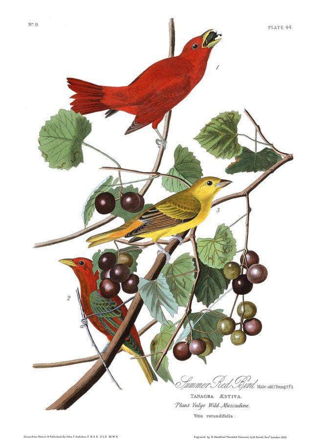 John James Audubon Arctic Tern Copy 7 1838 By John James Audubon - Image 6