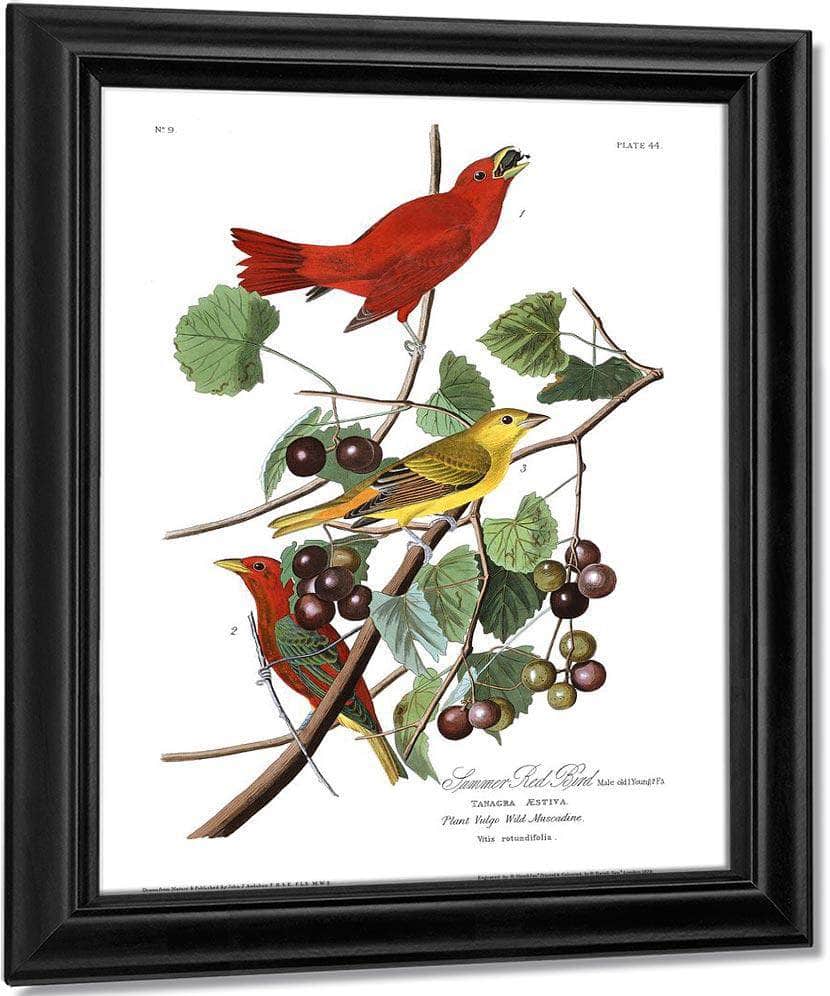 John James Audubon Arctic Tern Copy 7 1838 By John James Audubon - Image 7