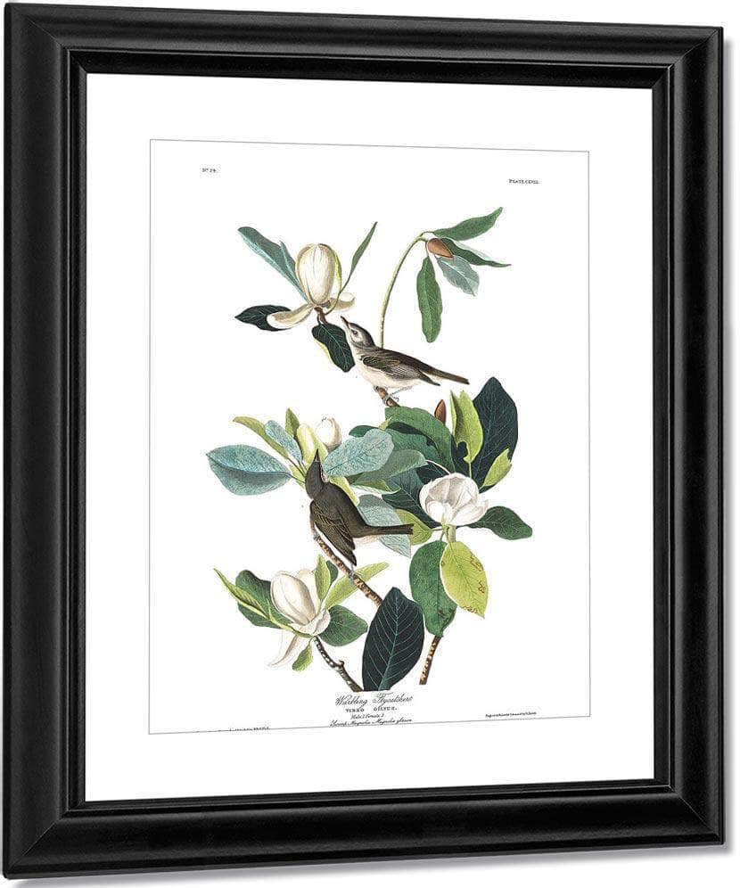 John James Audubon Arctic Tern Copy 8 1838 By John James Audubon - Image 3