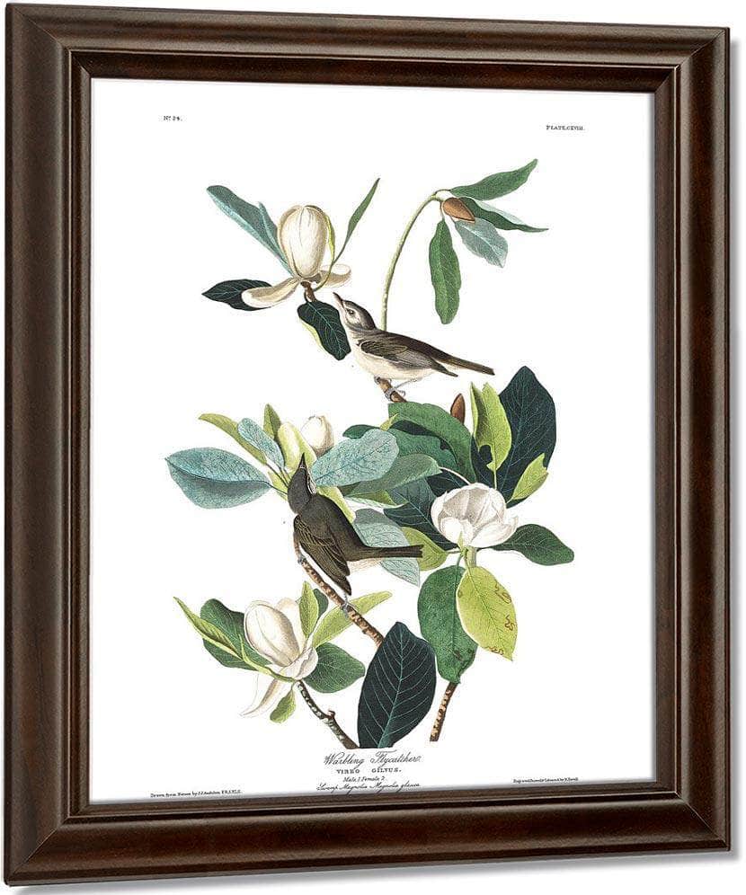 John James Audubon Arctic Tern Copy 8 1838 By John James Audubon - Image 5